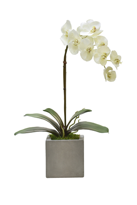 Small Orchid In Concrete Cube Pot