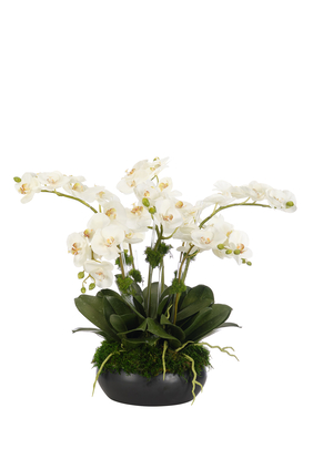 Orchid Phalaenopsis in Ceramic Bowl