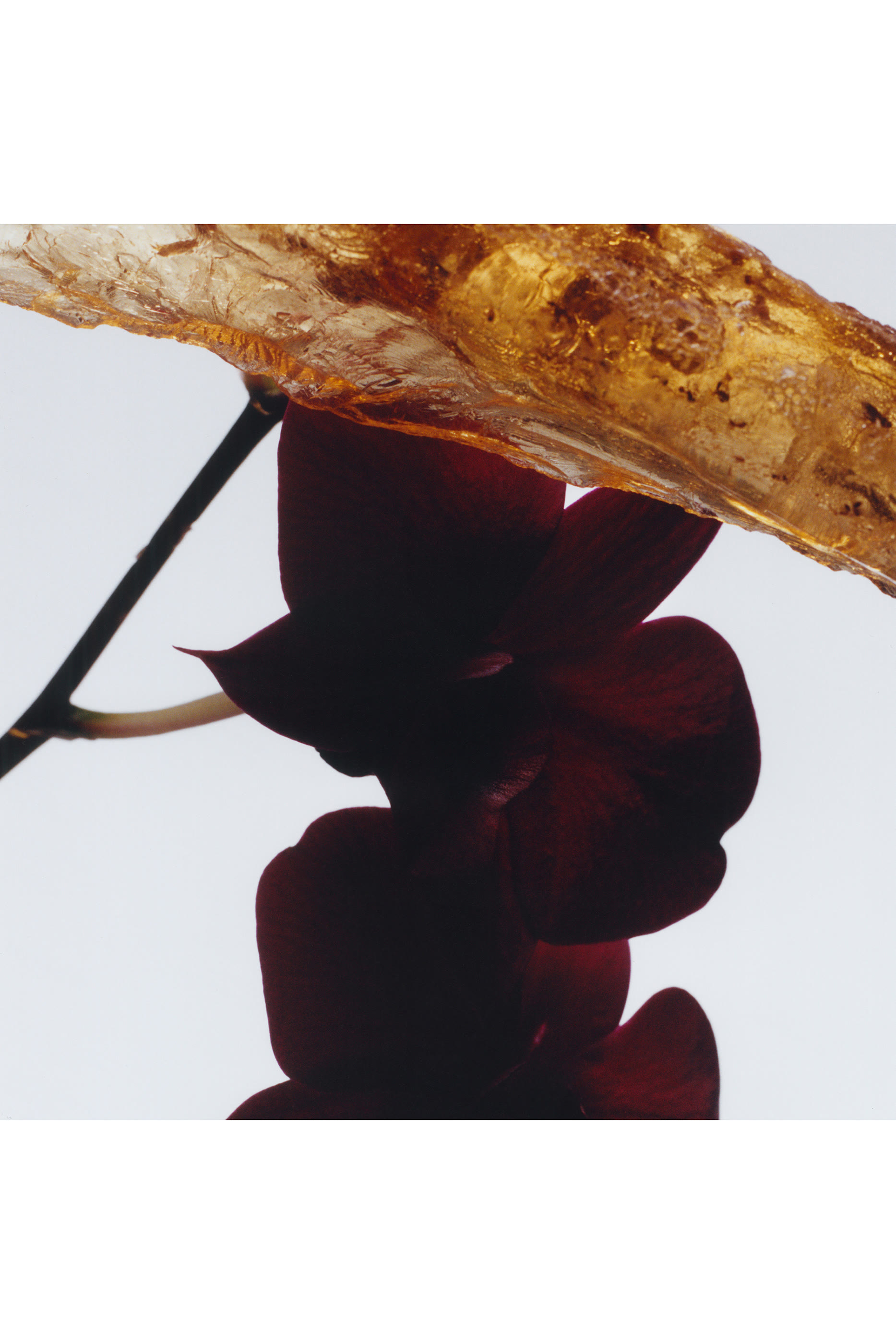 Dark Amber & Ginger Lily Cologne Intense Eau de Parfum