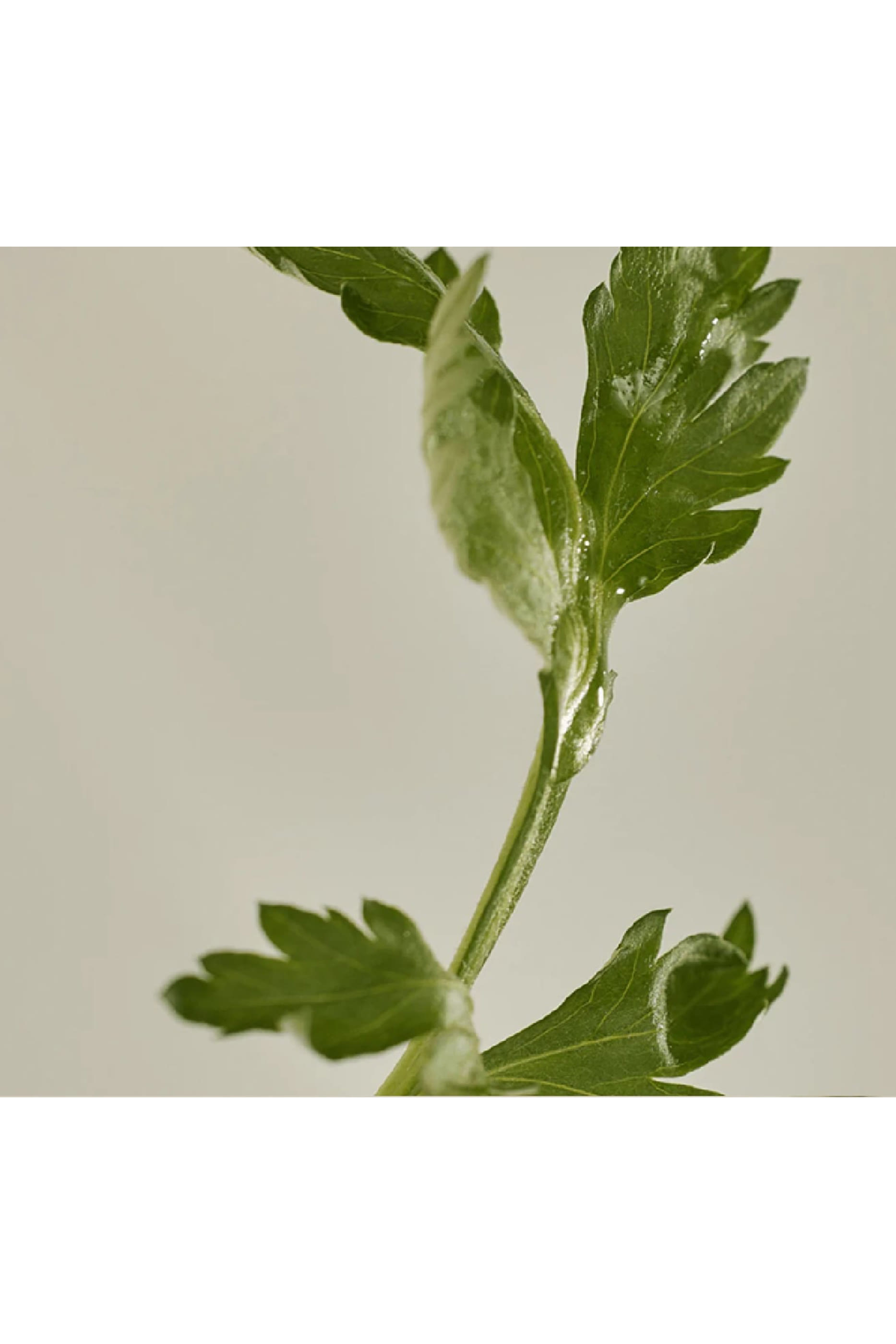 Mugwort + Camelia Matte Sun Stick 