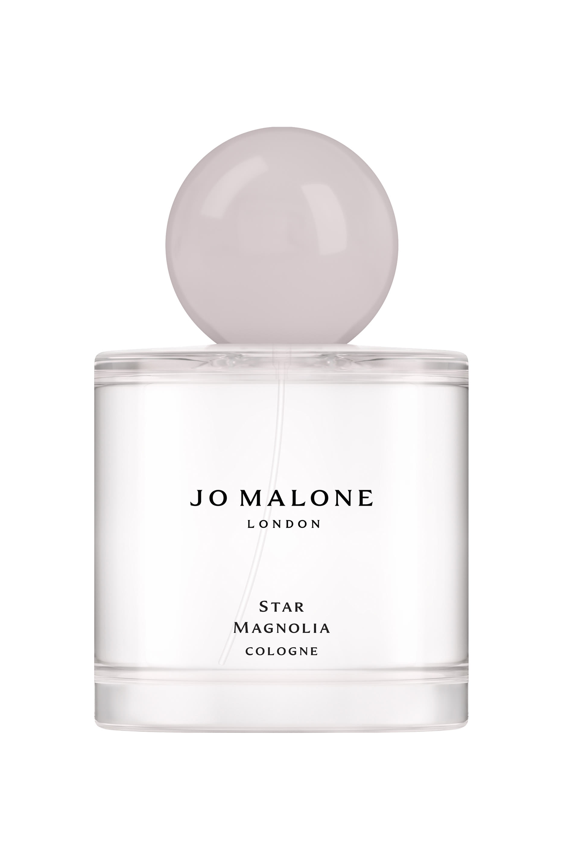 Star Magnolia Cologne