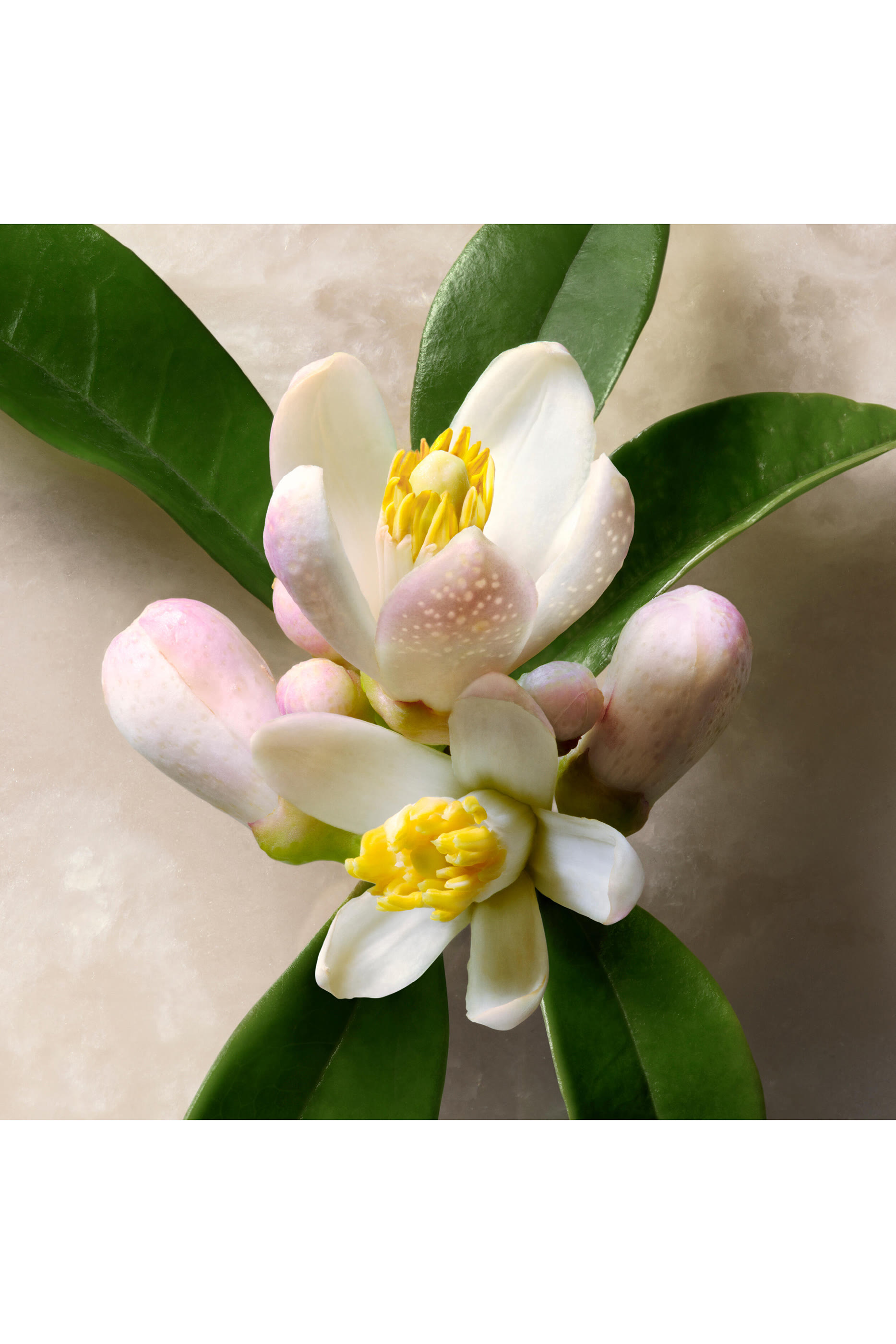 Gucci Guilty Pour Homme Eau de Parfum