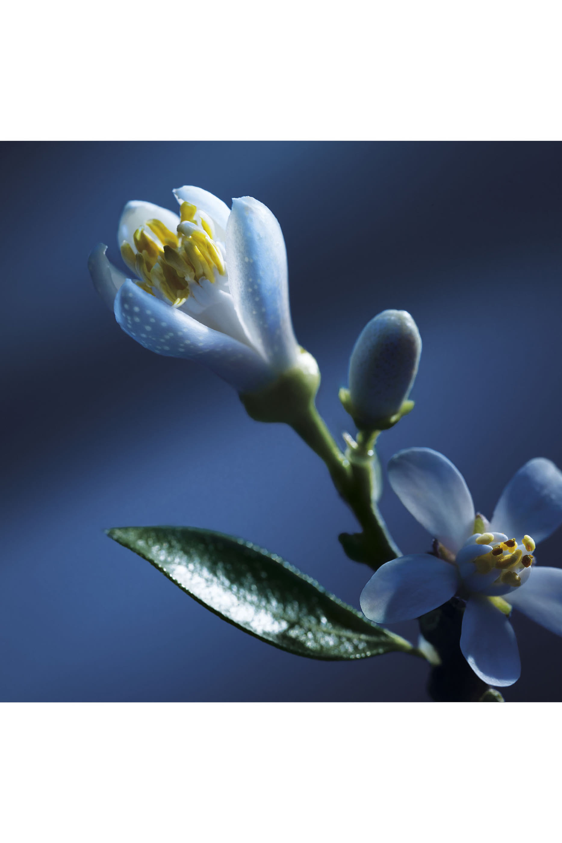 Atelier Des Fleurs Nuit D’oranger