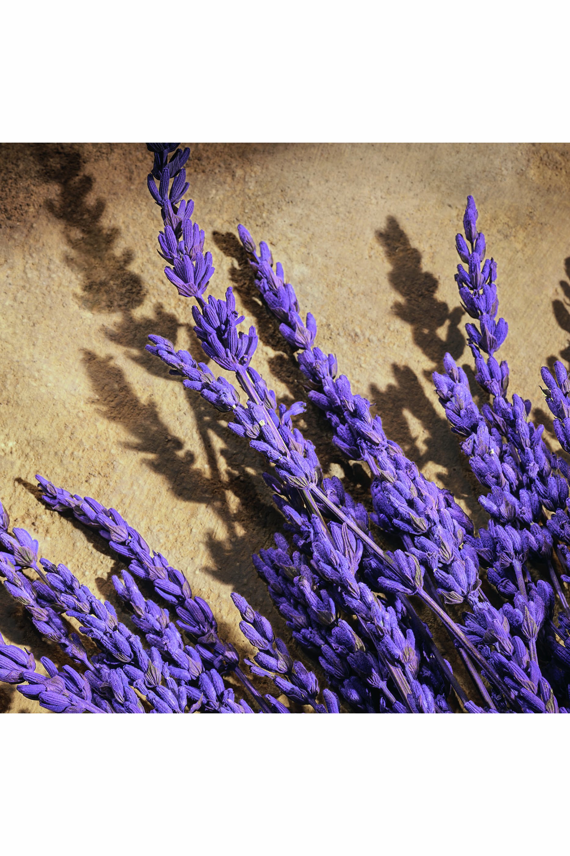 Devotion Male Parfum