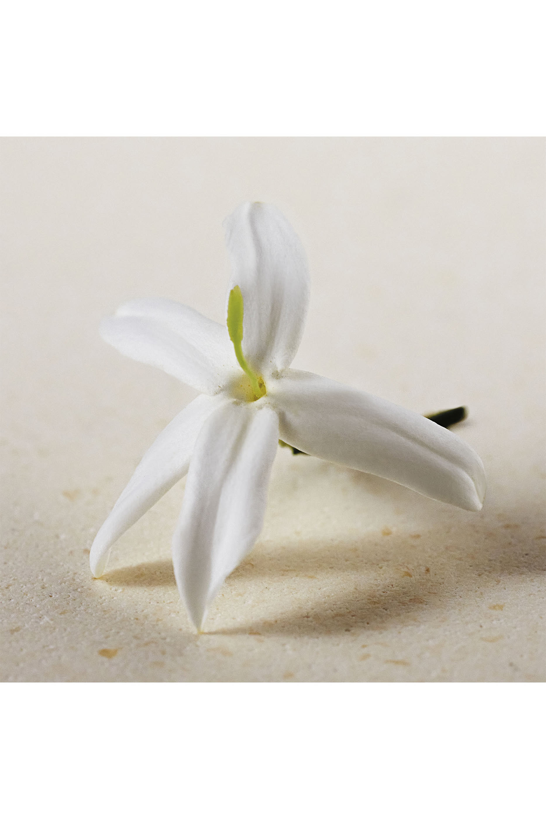 Atelier des Fleurs Jasminum Sambac