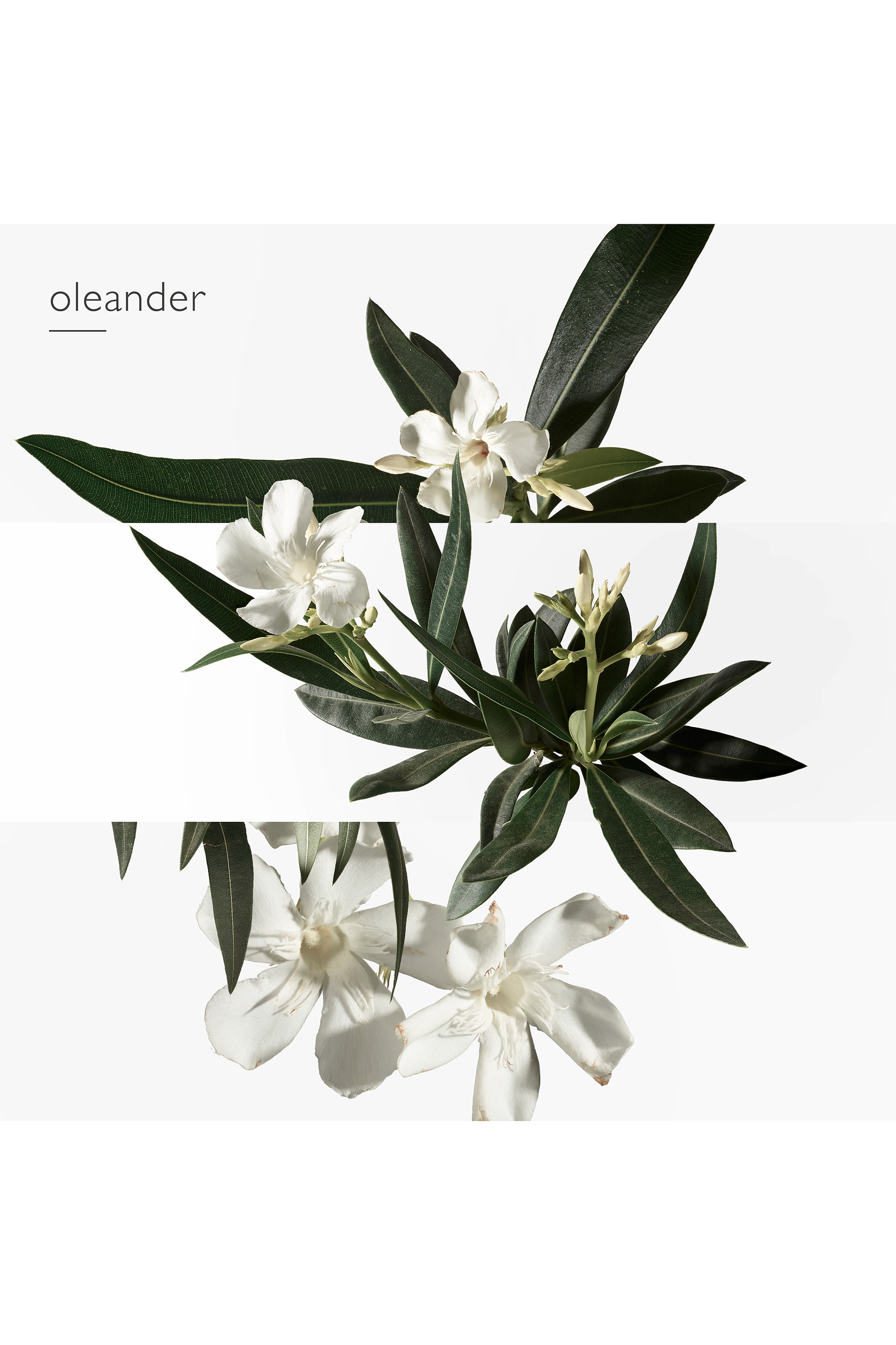 Un Jardin en M&eacute;diterran&eacute;e, Eau de toilette