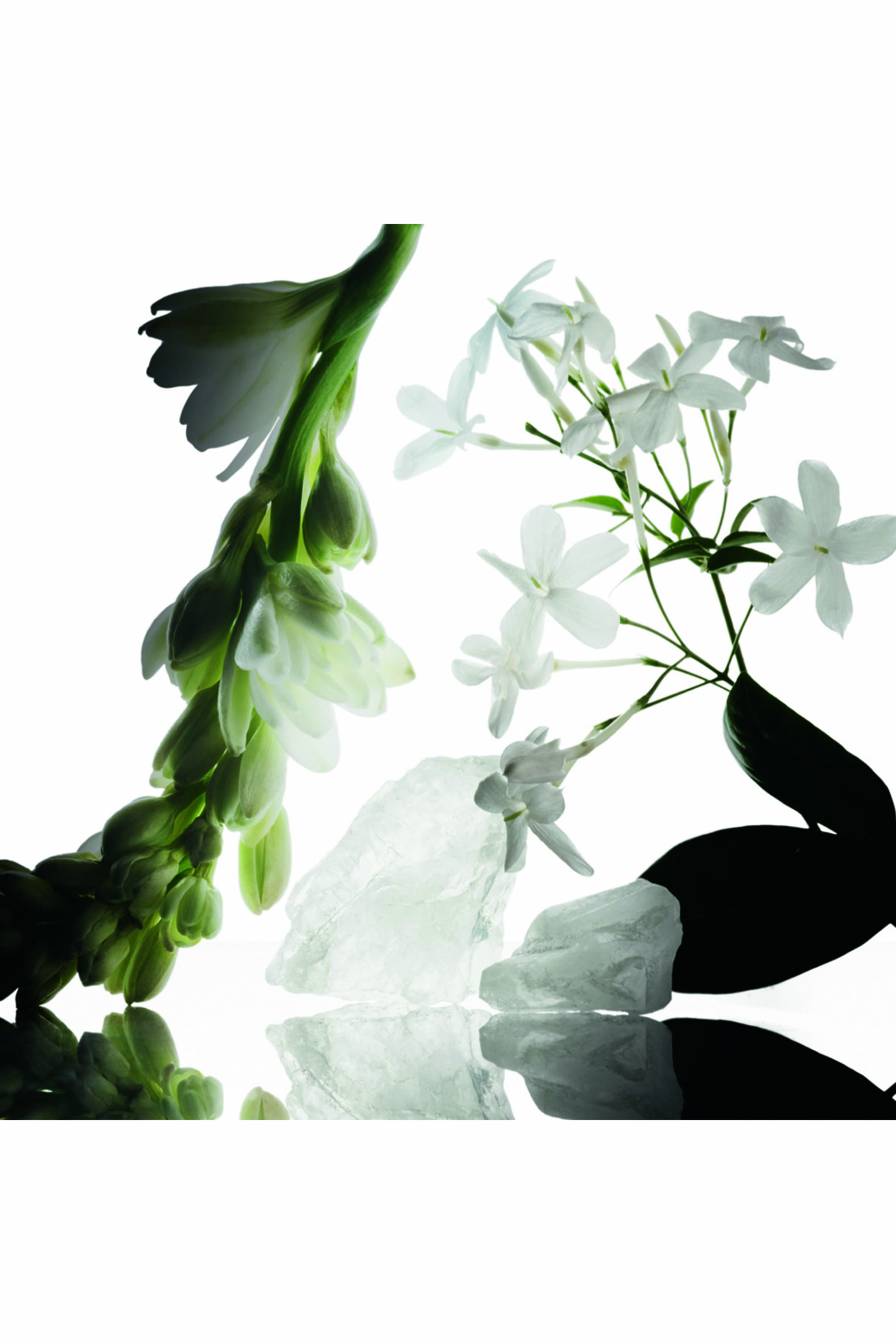 Musc Collection Wild Tuberose Eau de Parfum