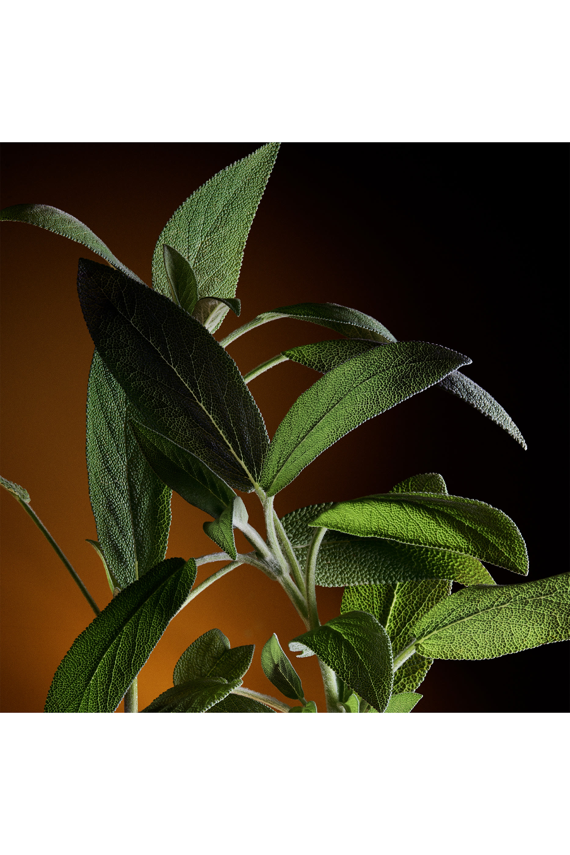 The One for Men Eau de Parfum 