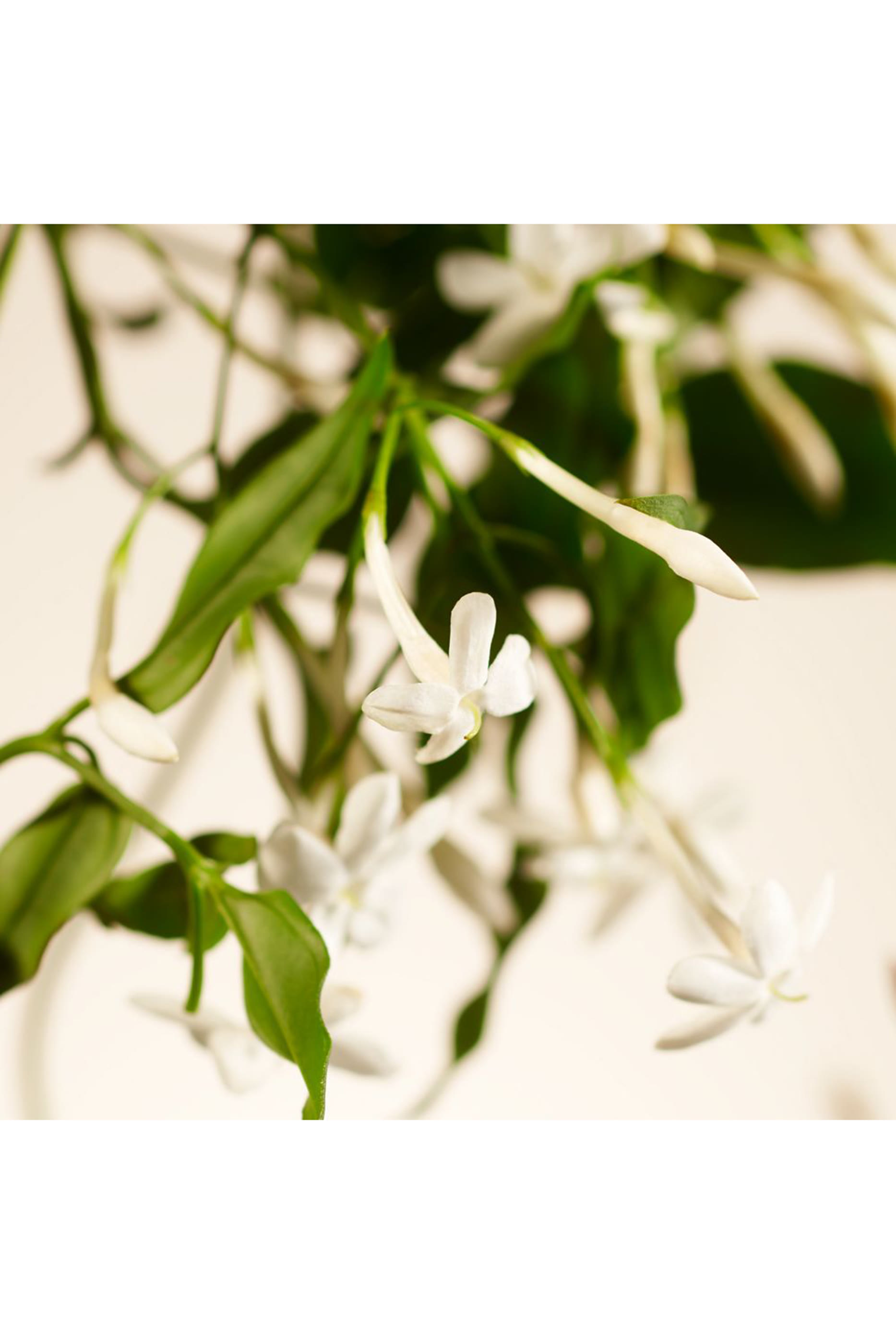Sweet Jasmine Parfum d'Interieur