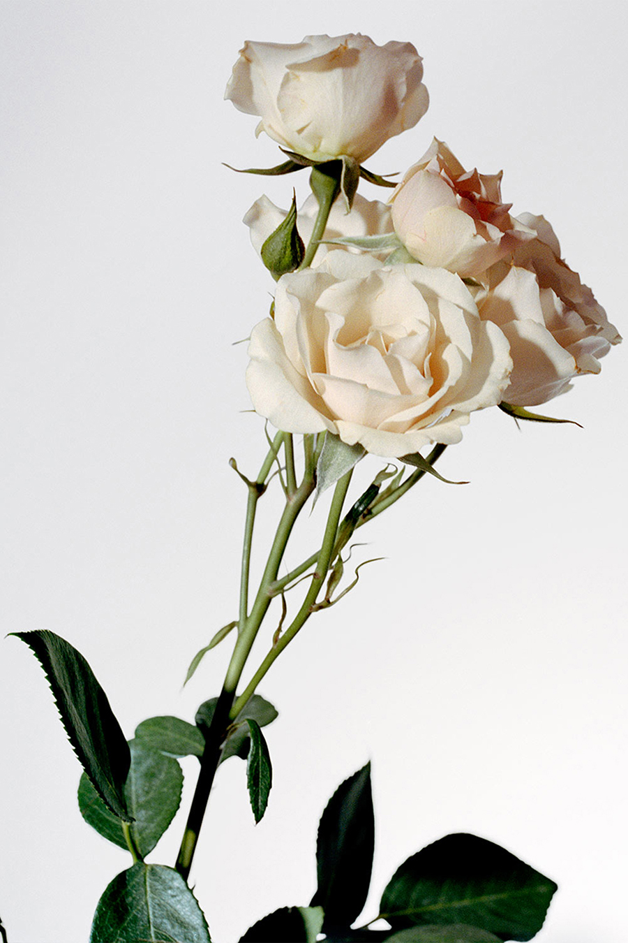 My Burberry Eau de Toilette