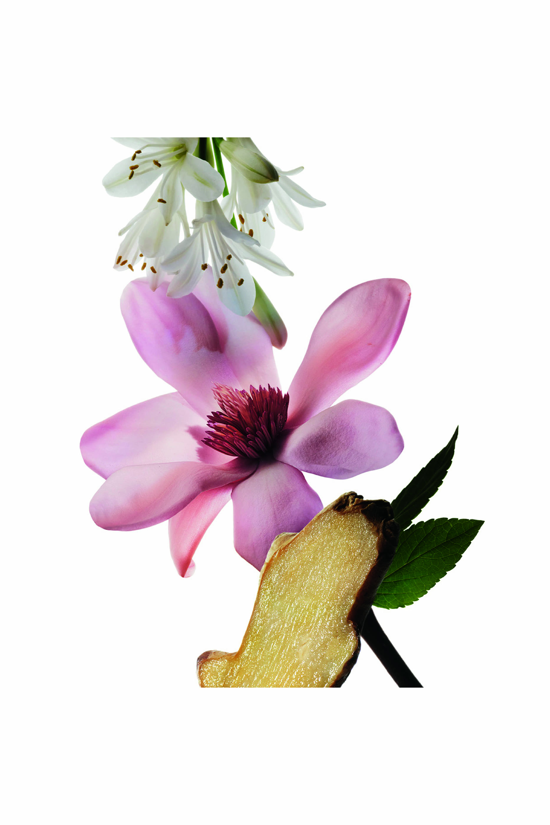 Musc Collection Radiant Magnolia Eau de Parfum