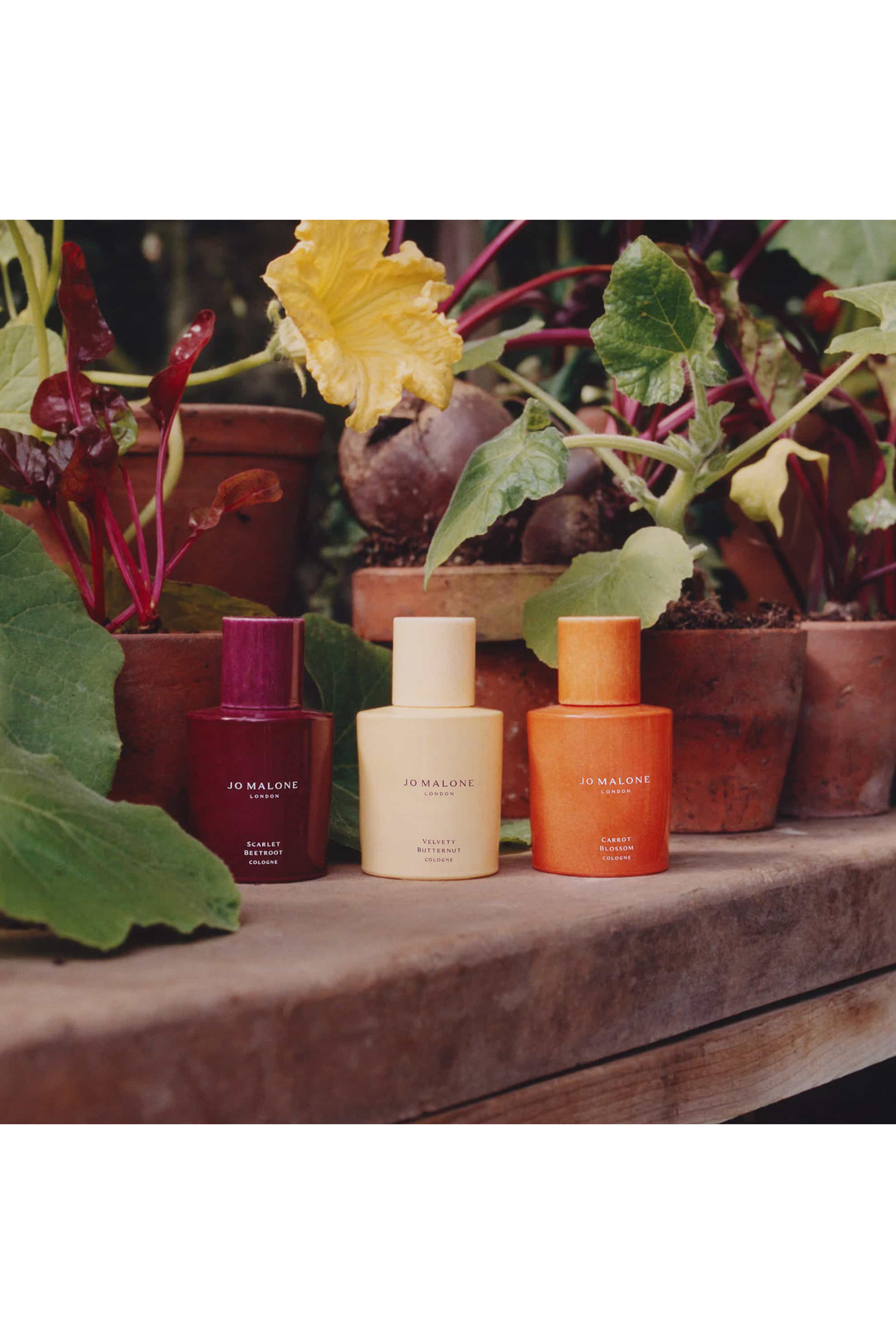Scarlet Beetroot Blossom Cologne 