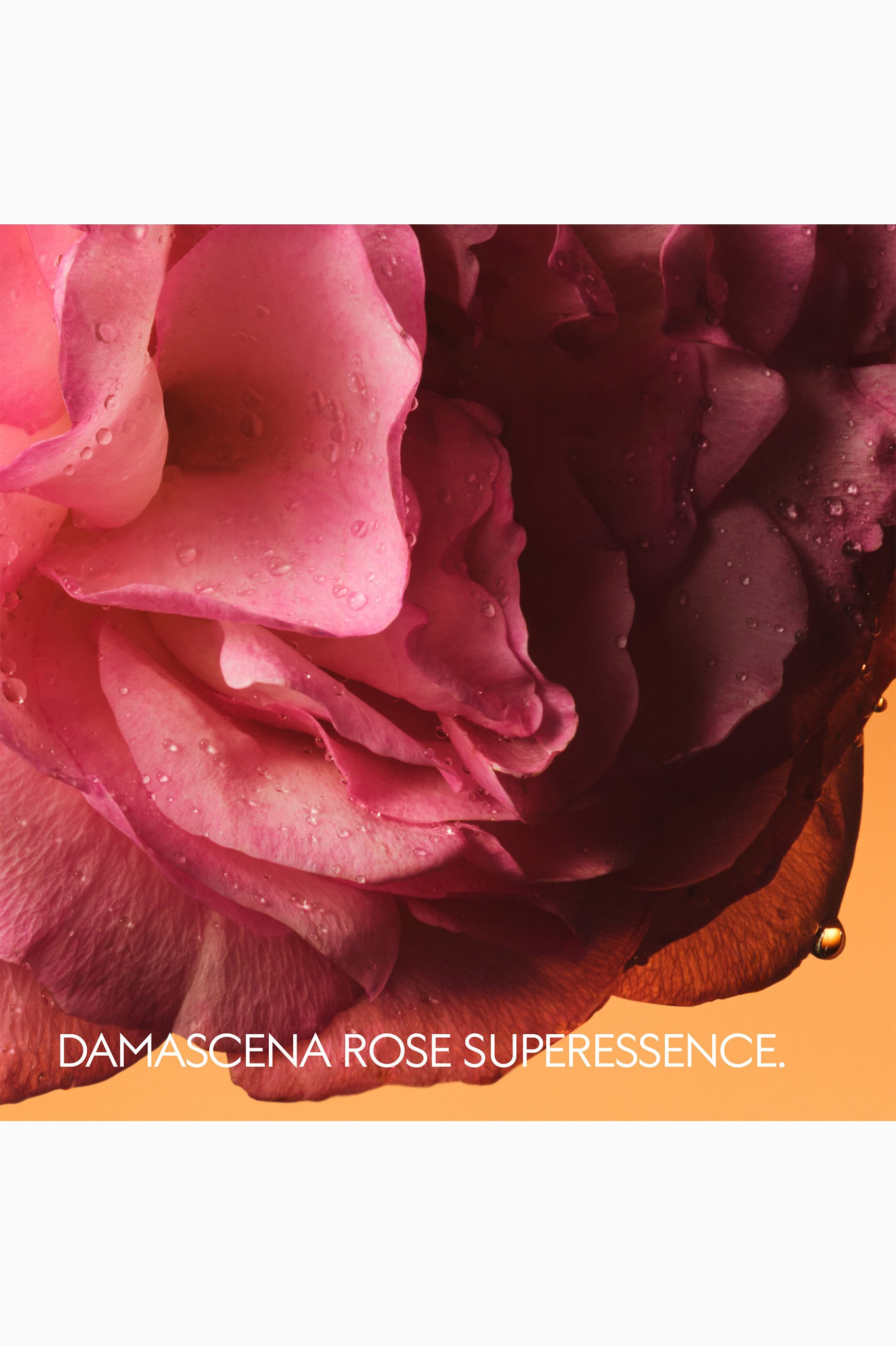 The Alchemist's Garden Rosa Sublime Eau de Parfum
