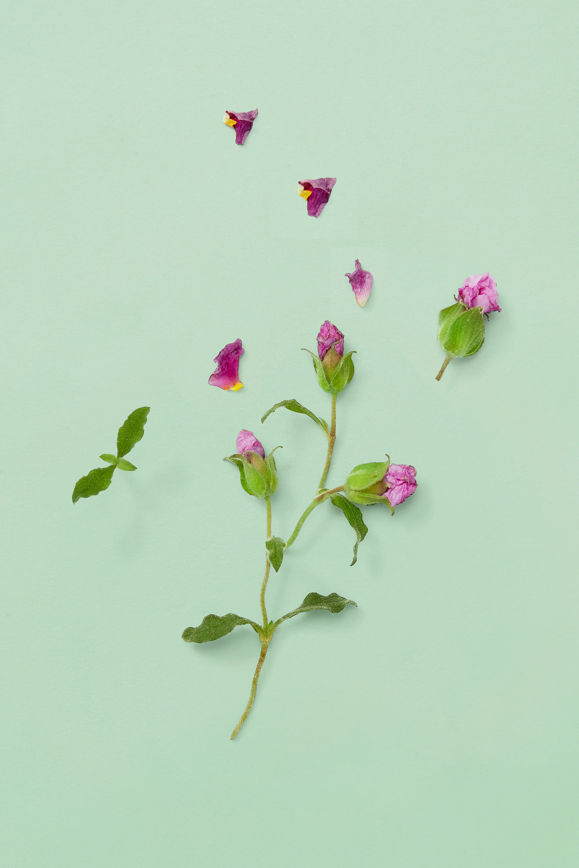 Guilty Parfum Pour Homme