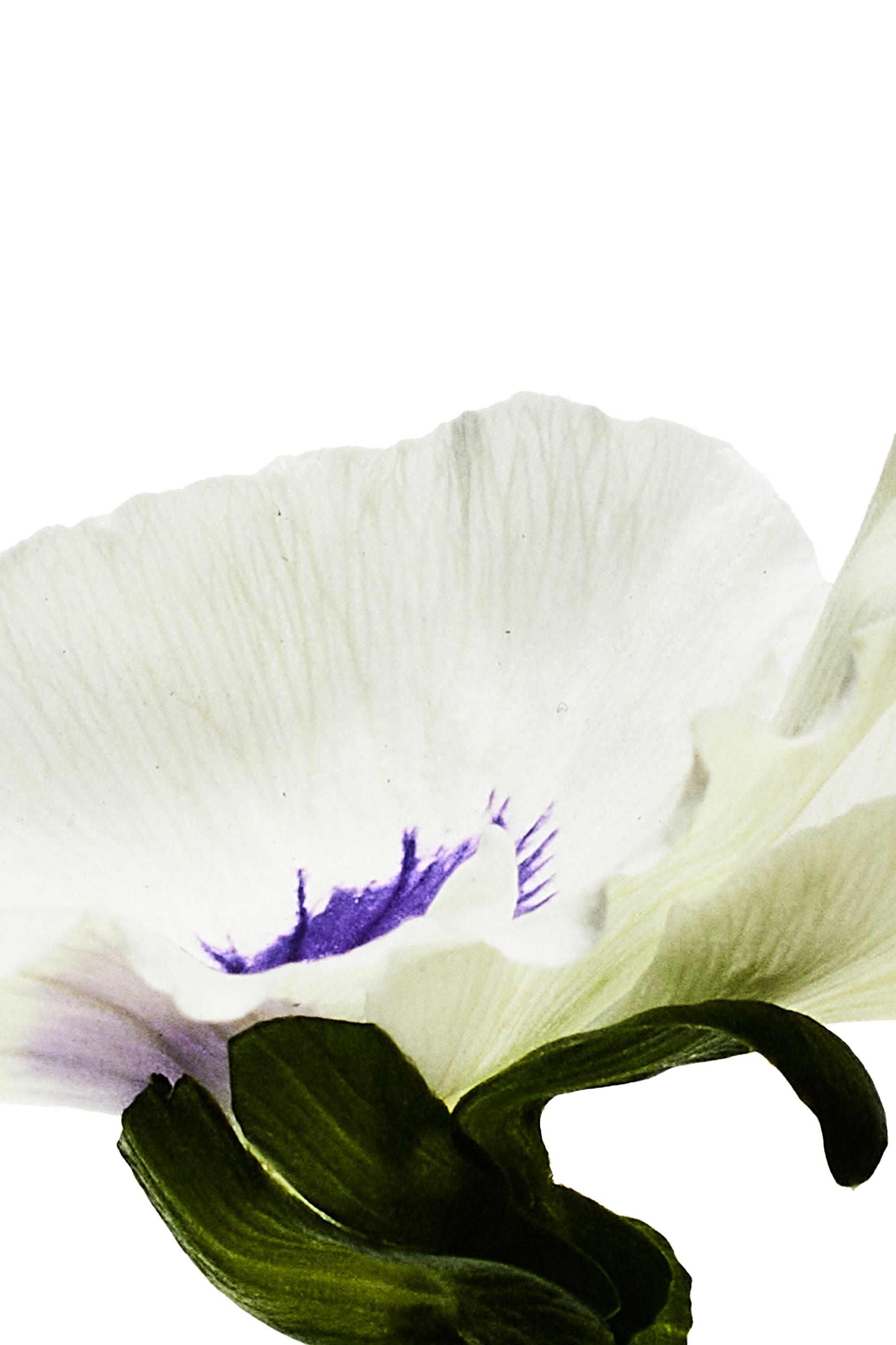 Aire Anthesis Eau de Parfum