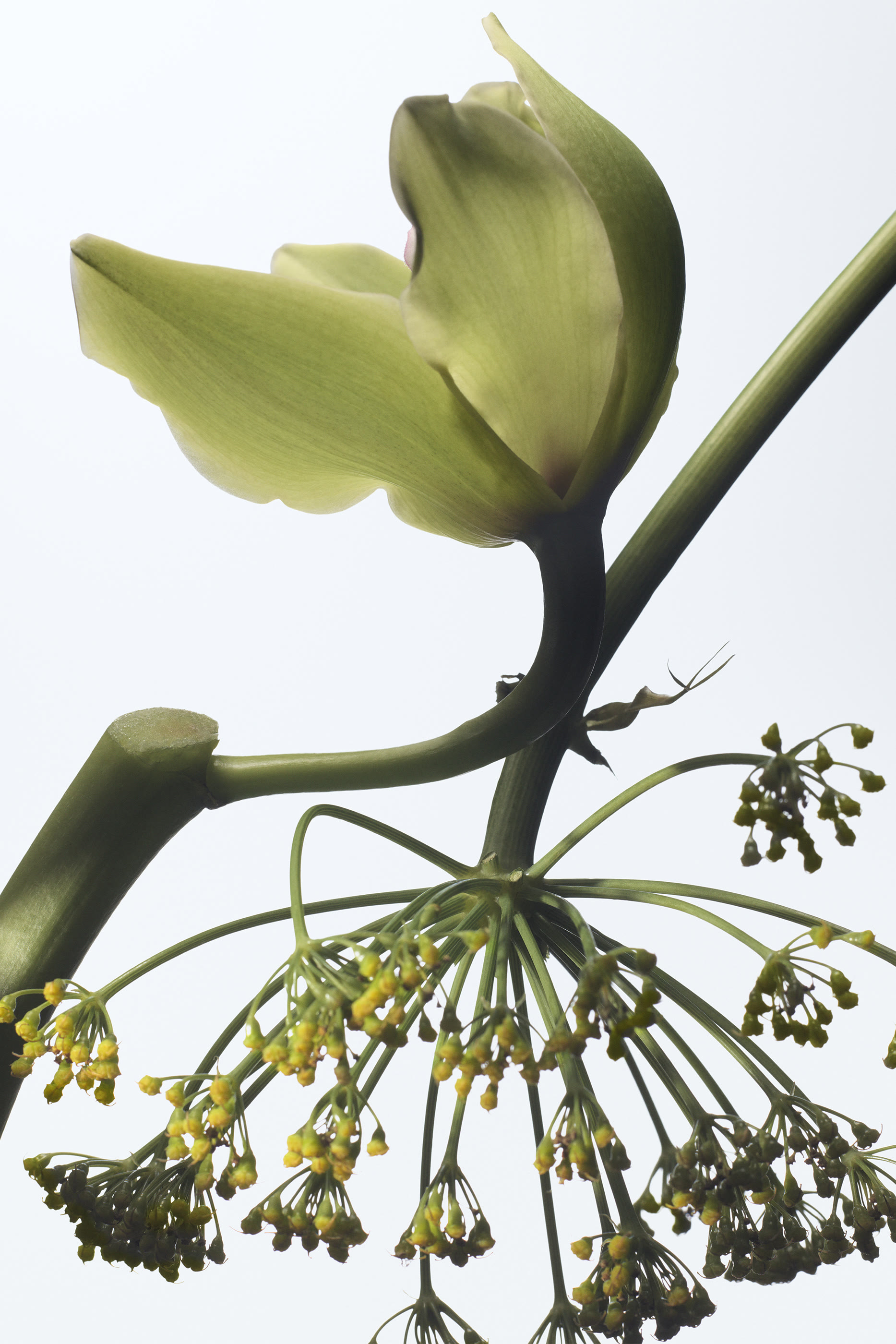 Vanille Camouflage Eau de Parfum