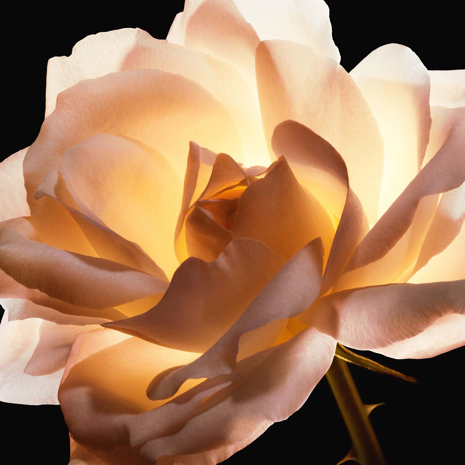 Dior Prestige Le Cushion Teint de Rose