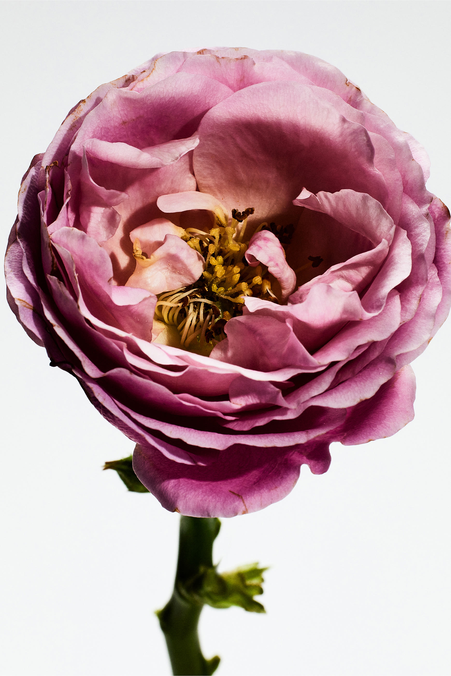 Un Paseo Por Madrid Rosaleda