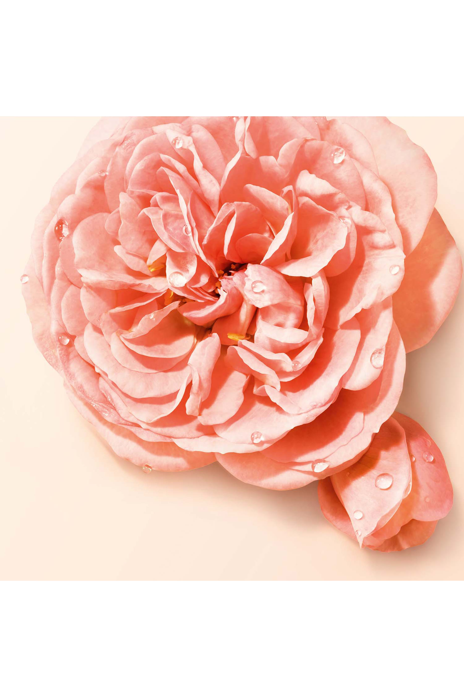 S&igrave; Nude Bloom Eau de Parfum