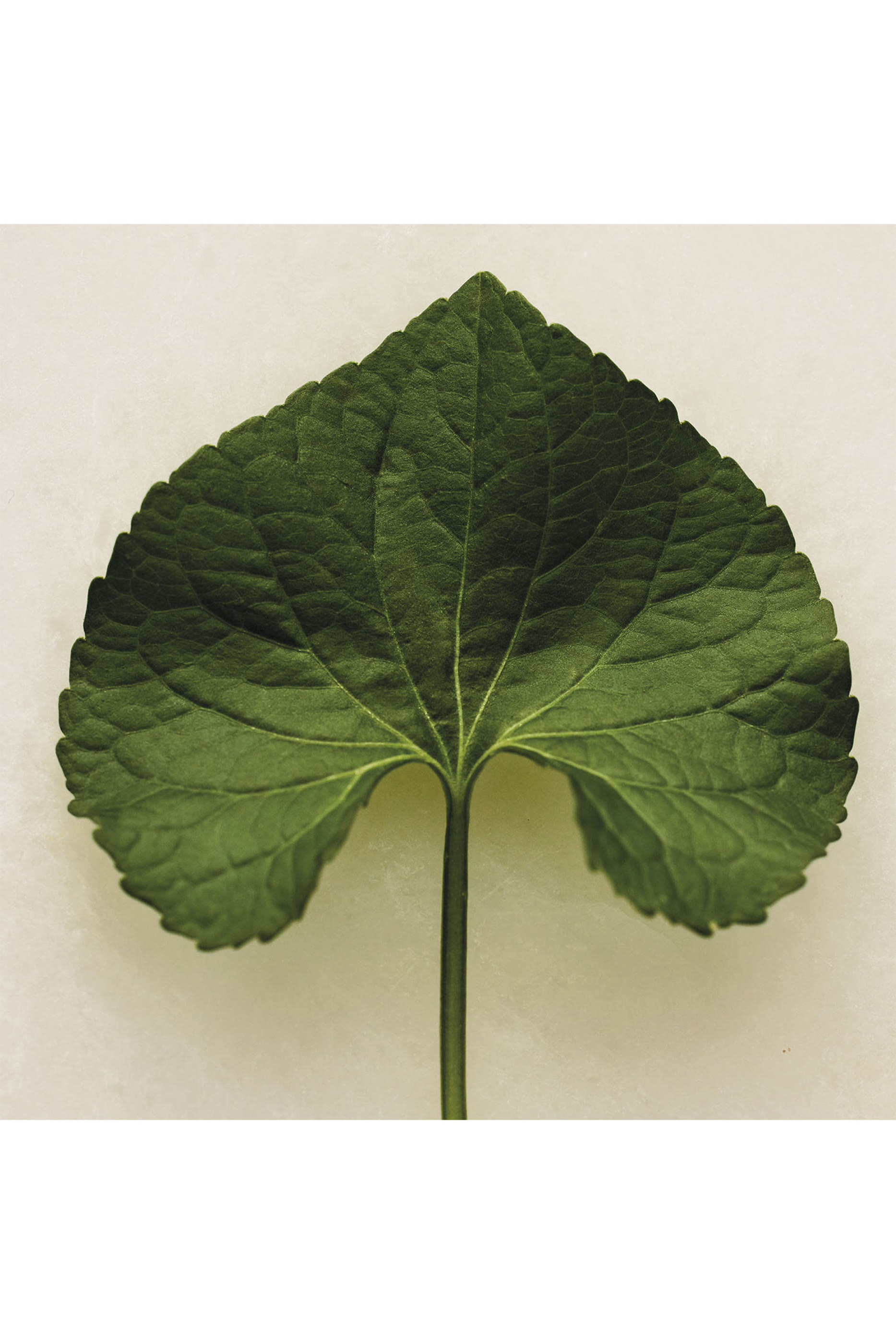 Atelier Des Fleurs Violette Eau De Parfum