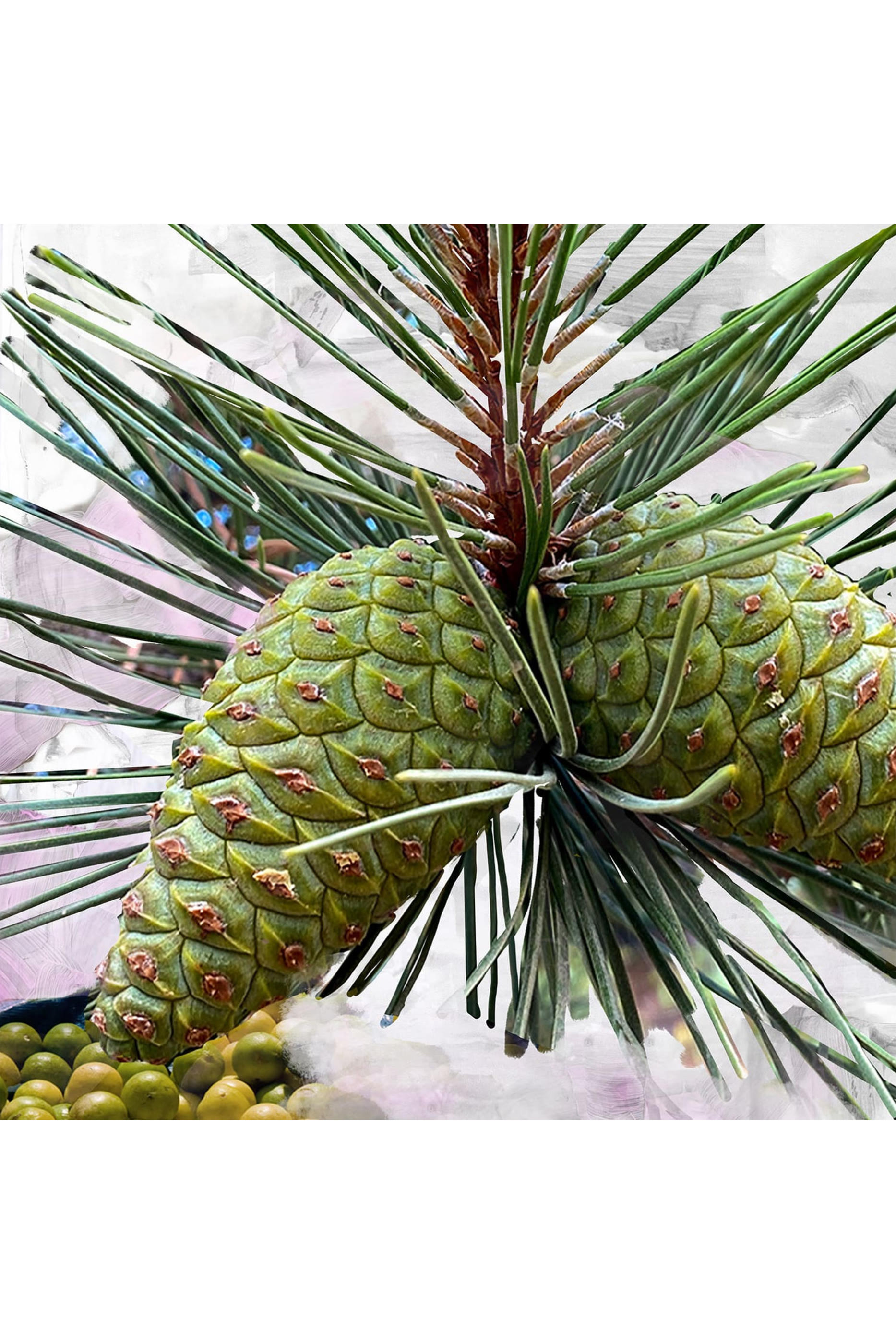 Gypsy Water Eau de Parfum