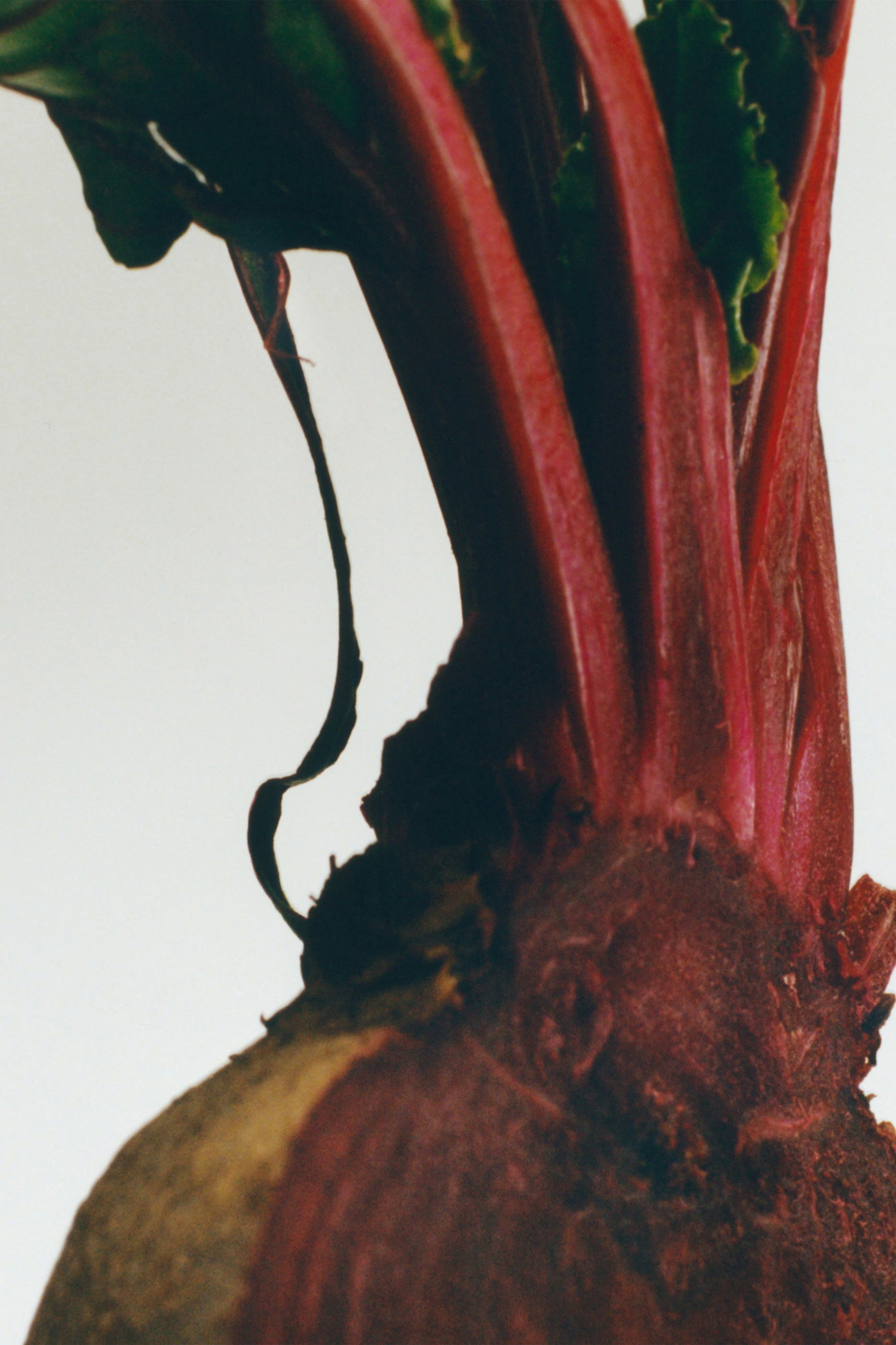 Beetroot Scented Candle