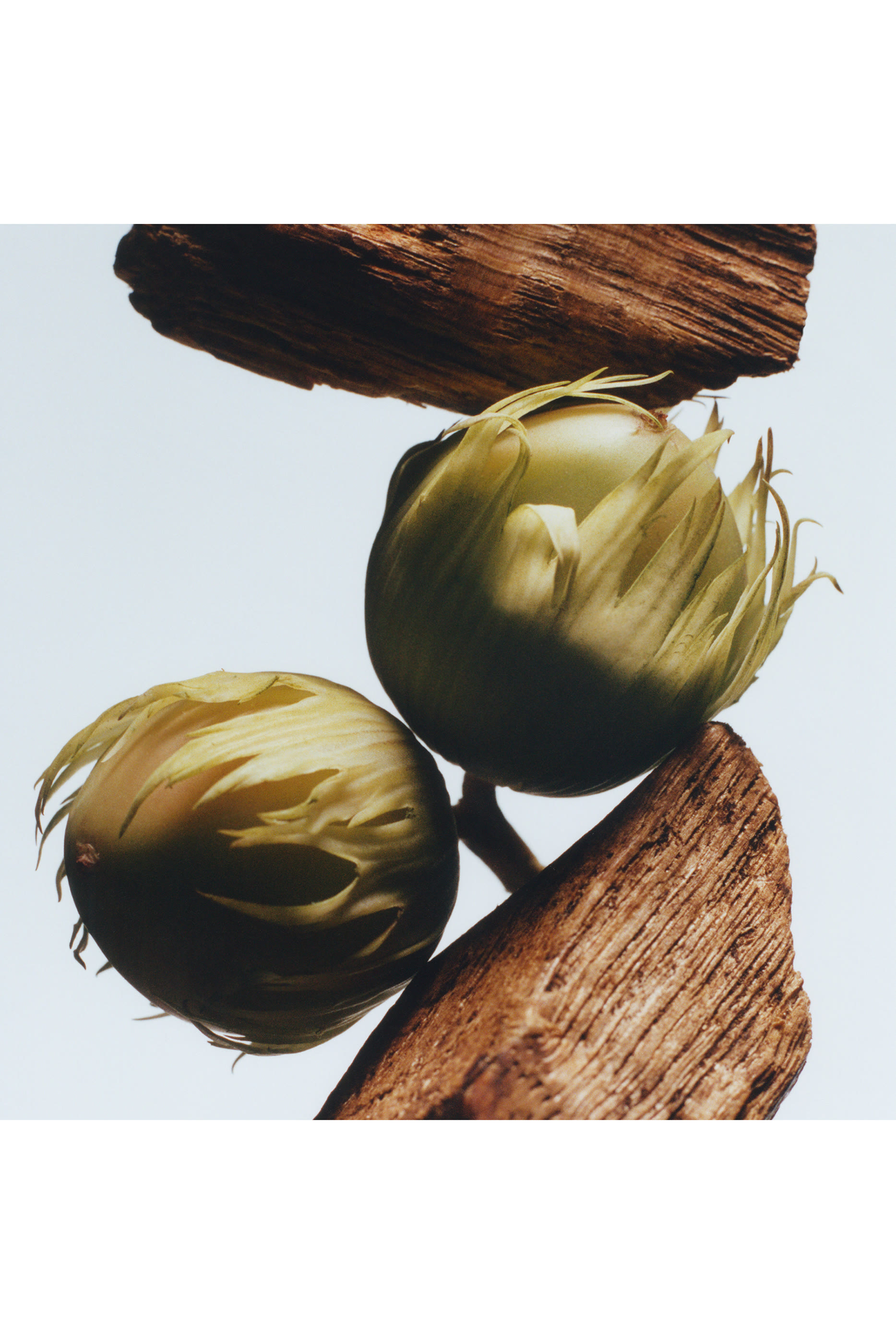 English Oak & Hazelnut Cologne