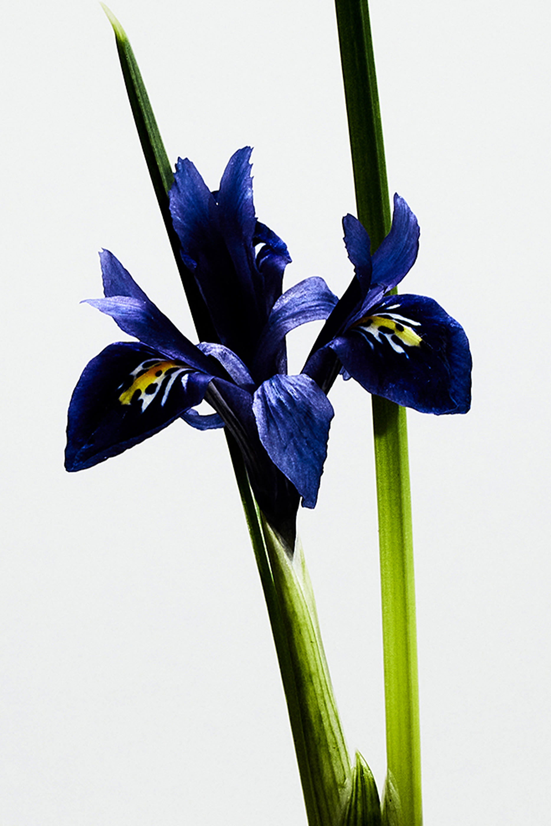 Un Paseo por Madrid La Bella Cibeles Eau de Parfum