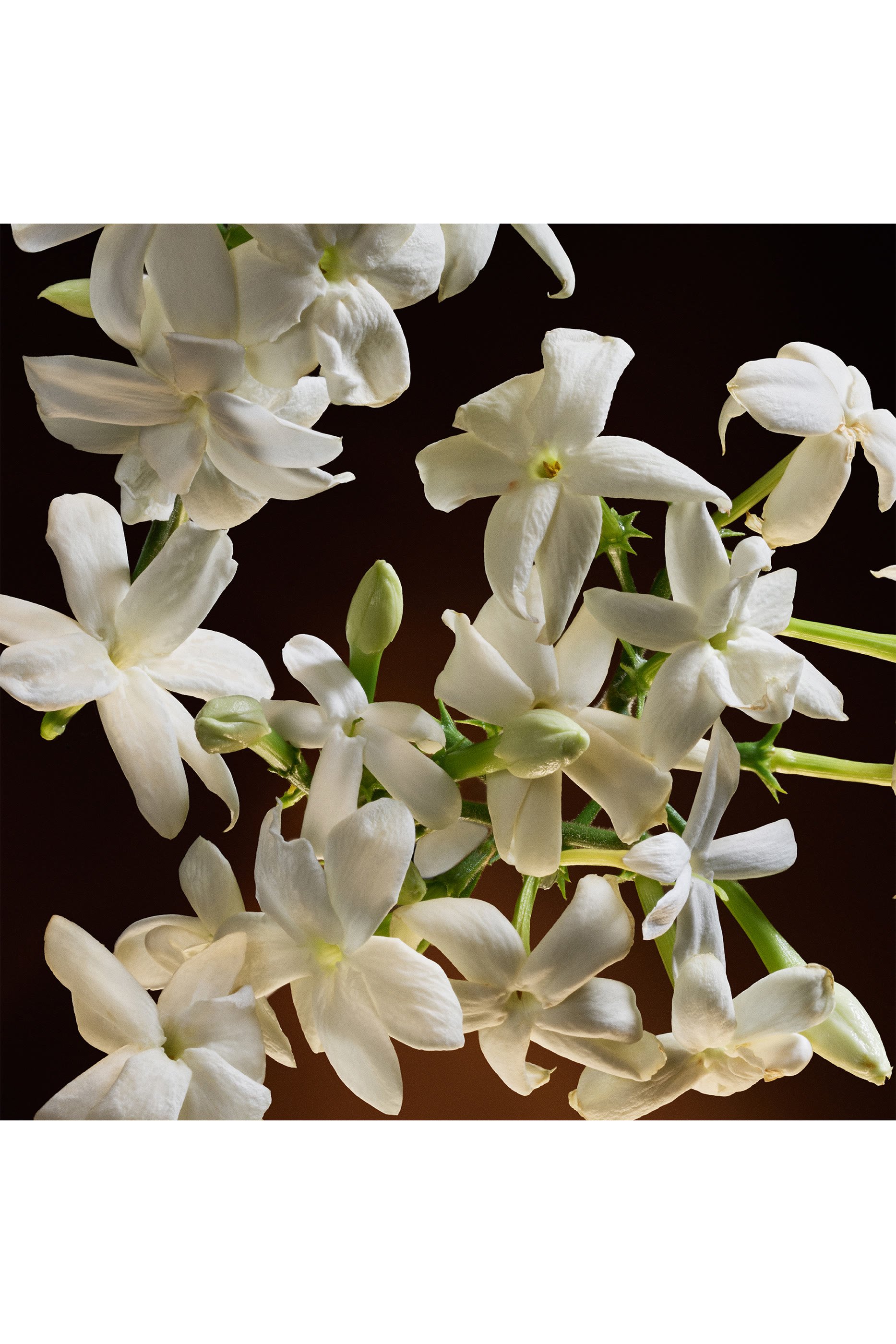 The One Eau de Parfum Intense 