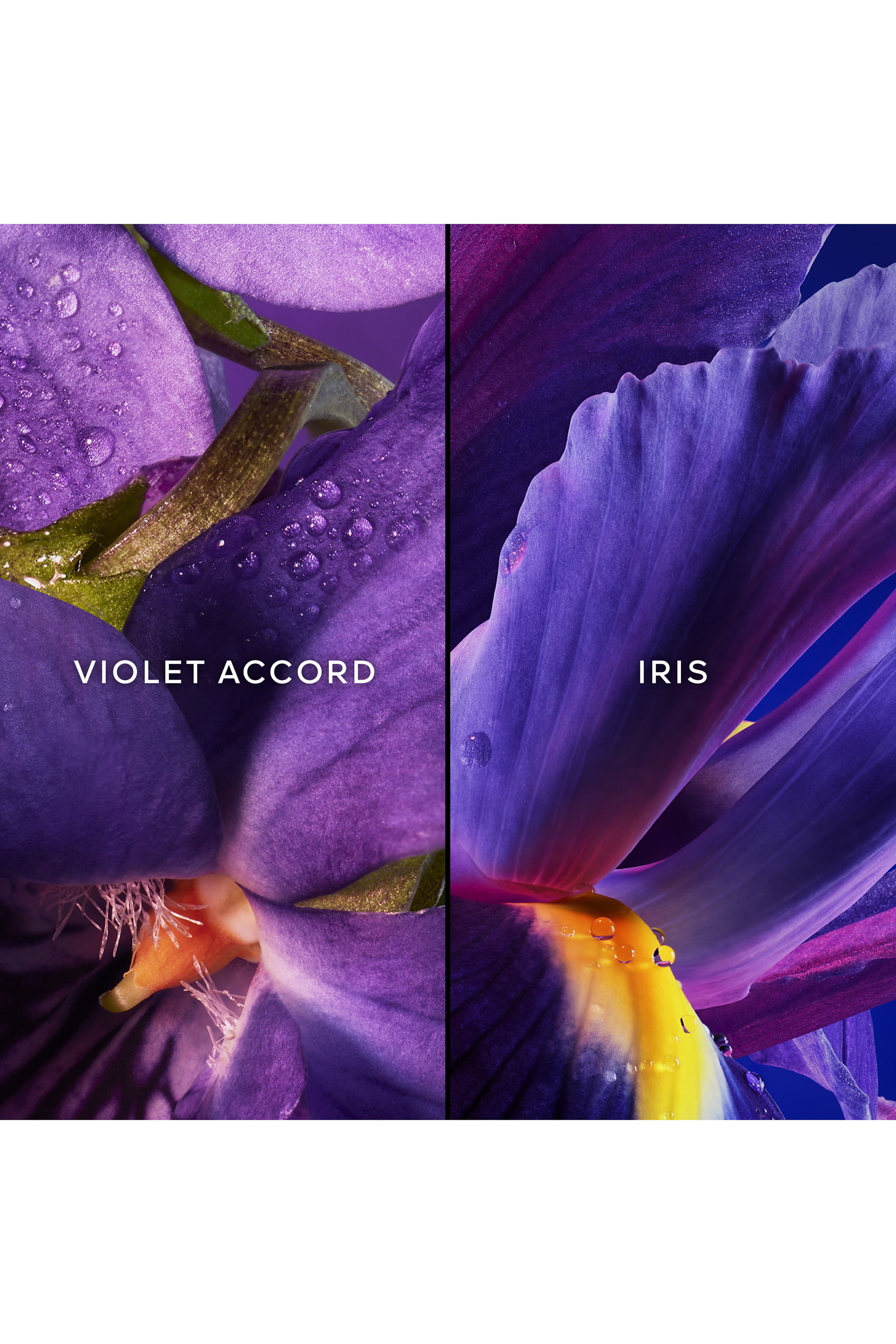  Insolence Eau de Parfum  Christmas  Gift Set