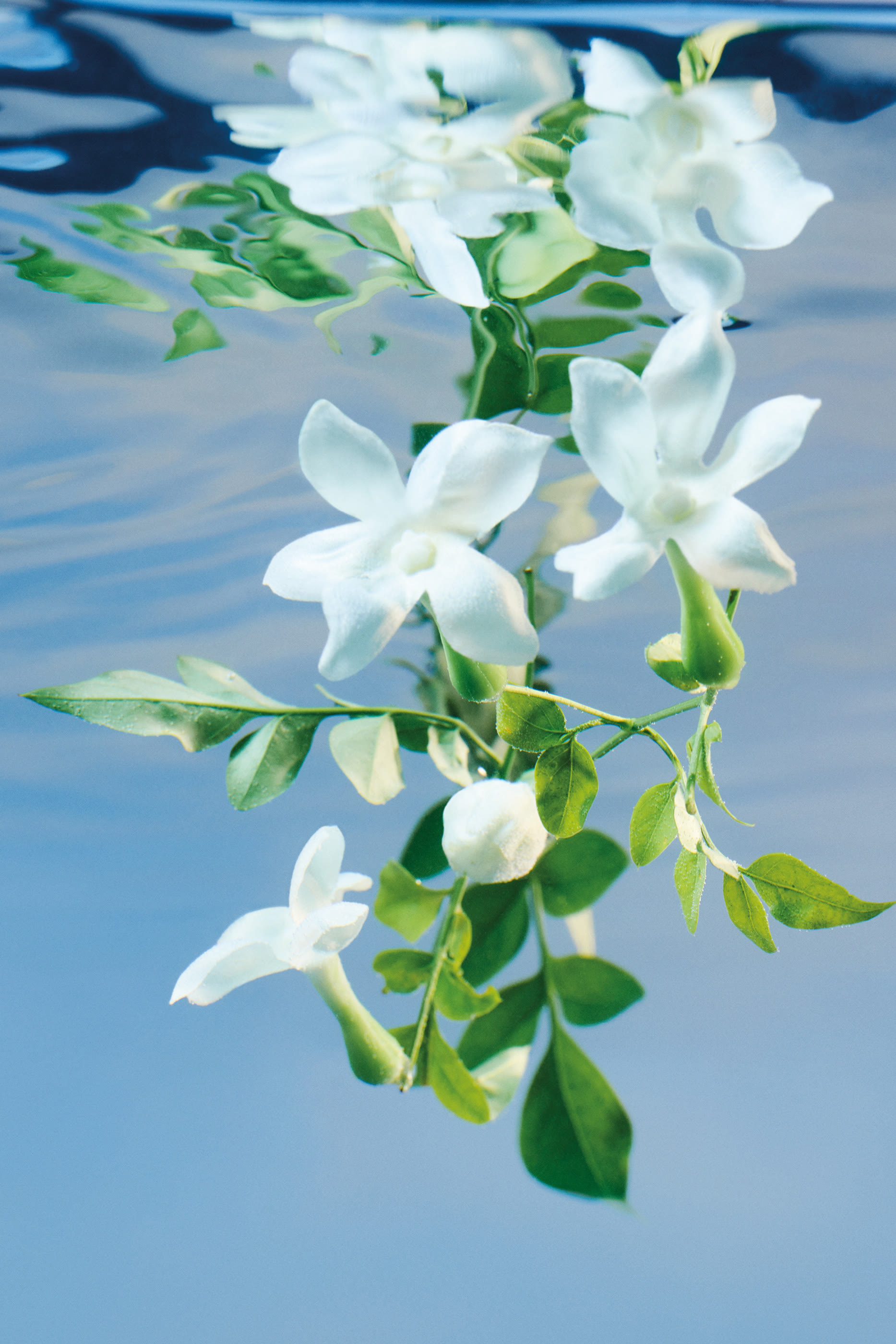 Bloom Eau de Parfum Intense