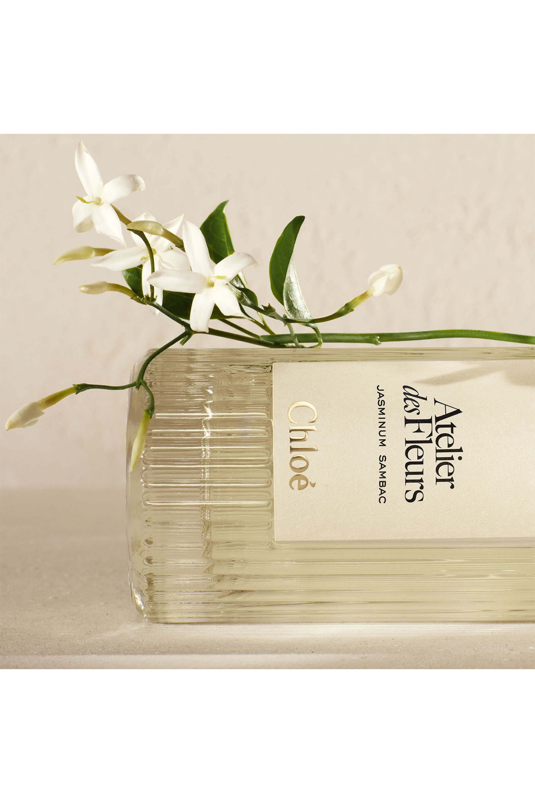 Atelier des Fleurs Jasminum Sambac