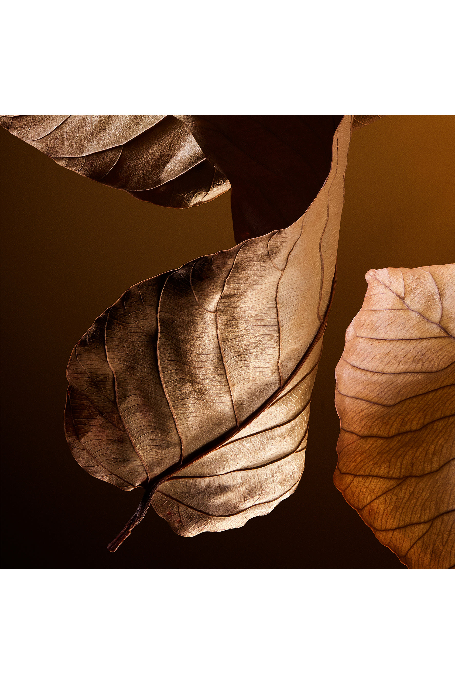 The One for Men Eau de Parfum 