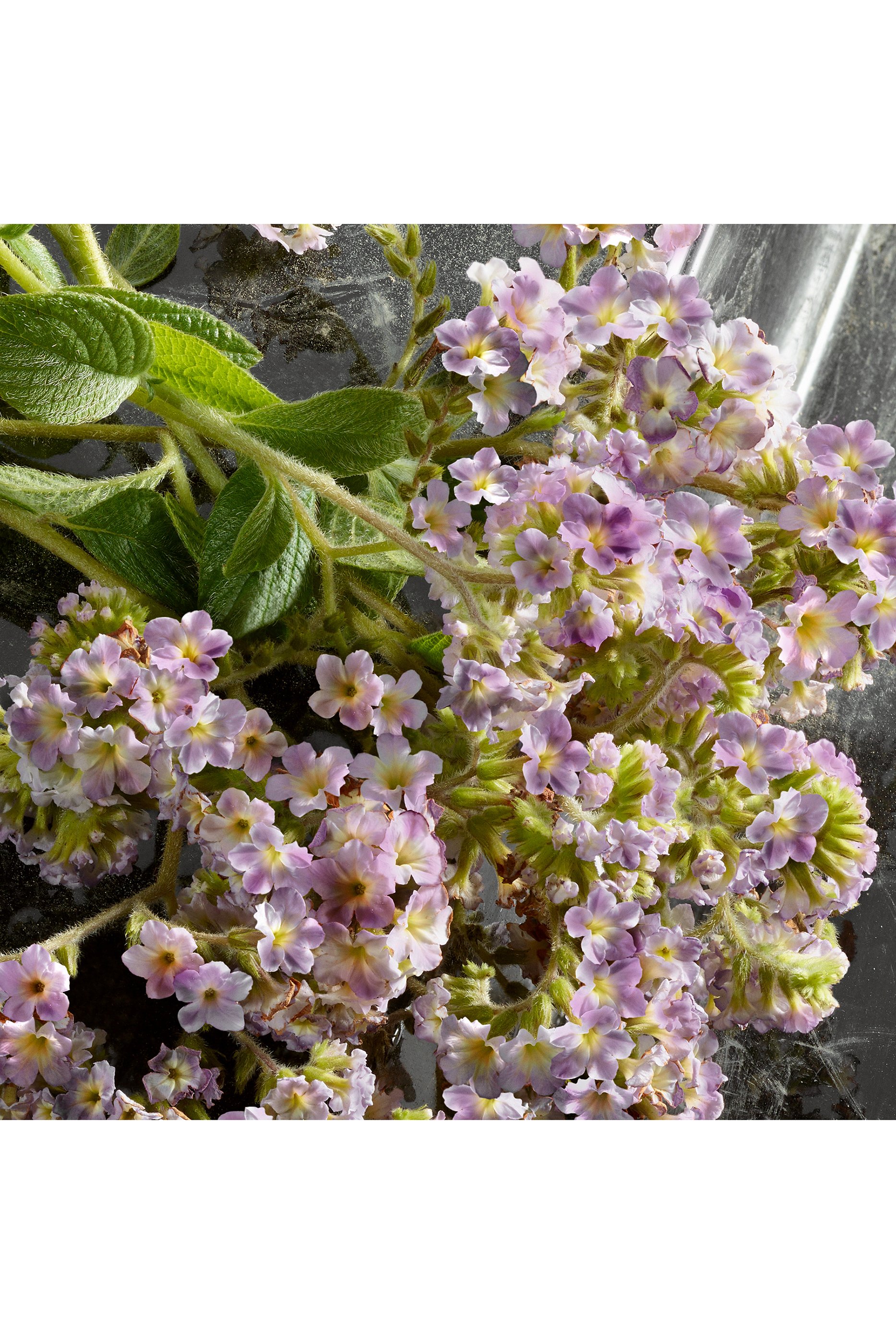 Q Intense Eau de Parfum