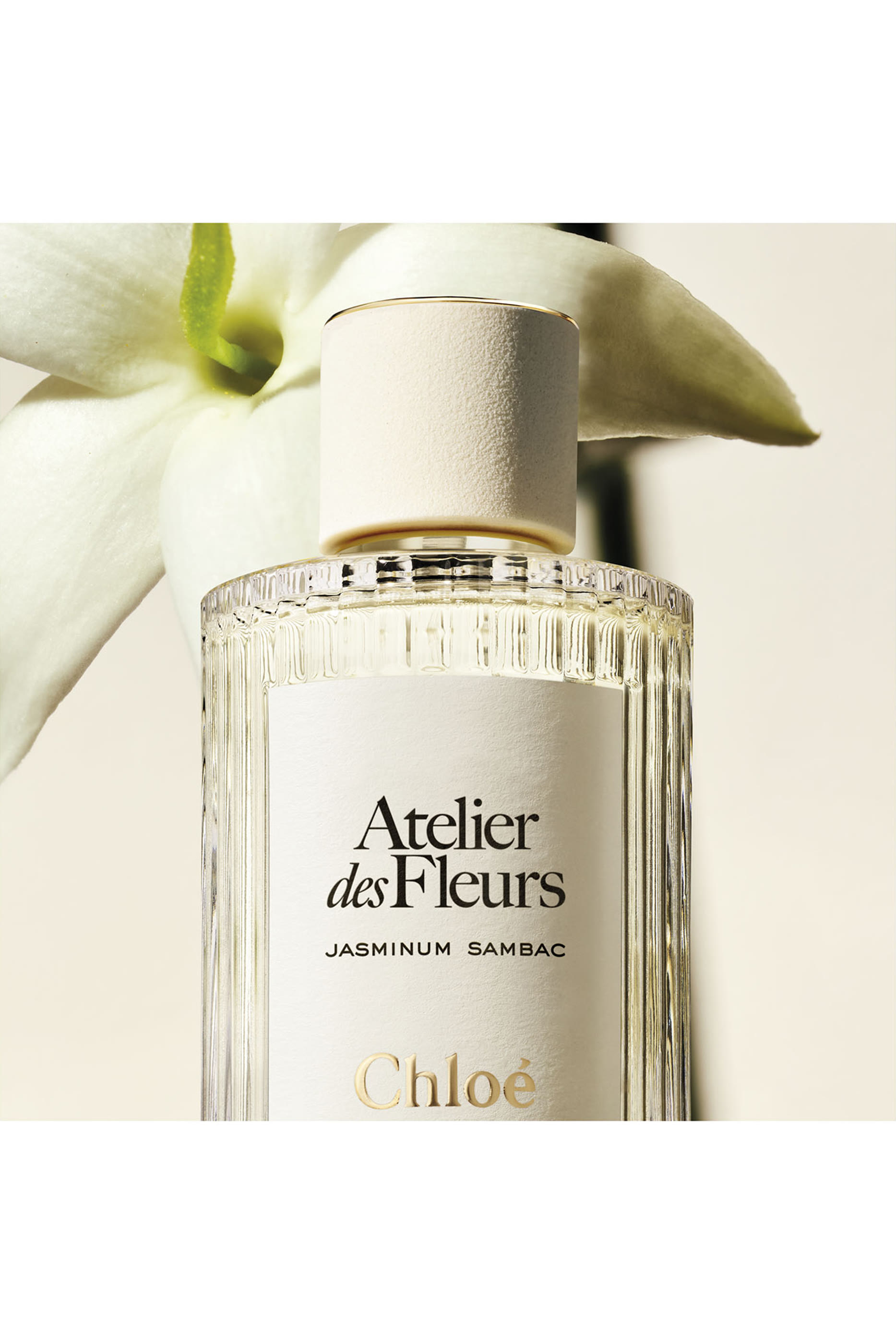 Atelier des Fleurs Jasminum Sambac