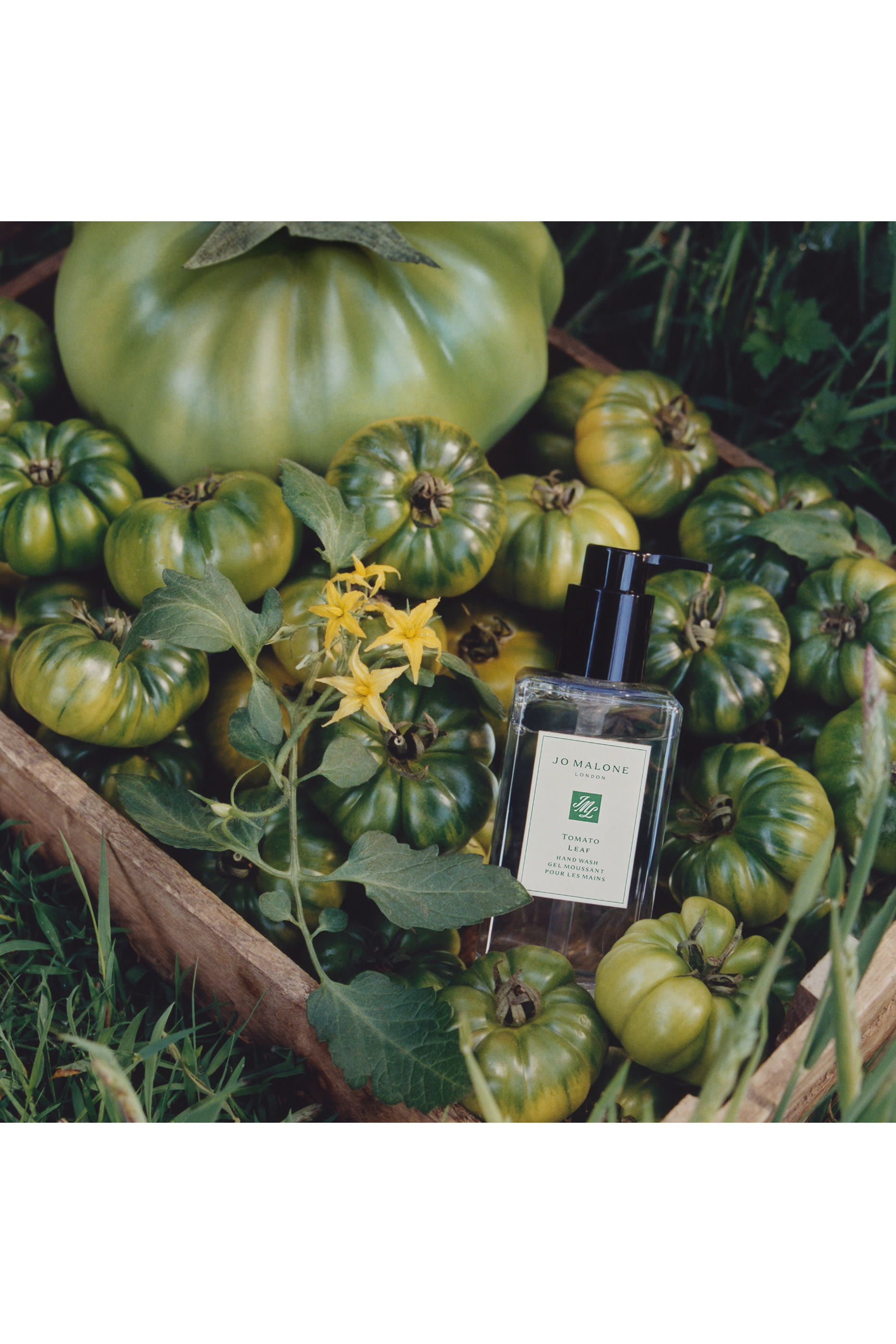 Tomato Leaf Hand Wash