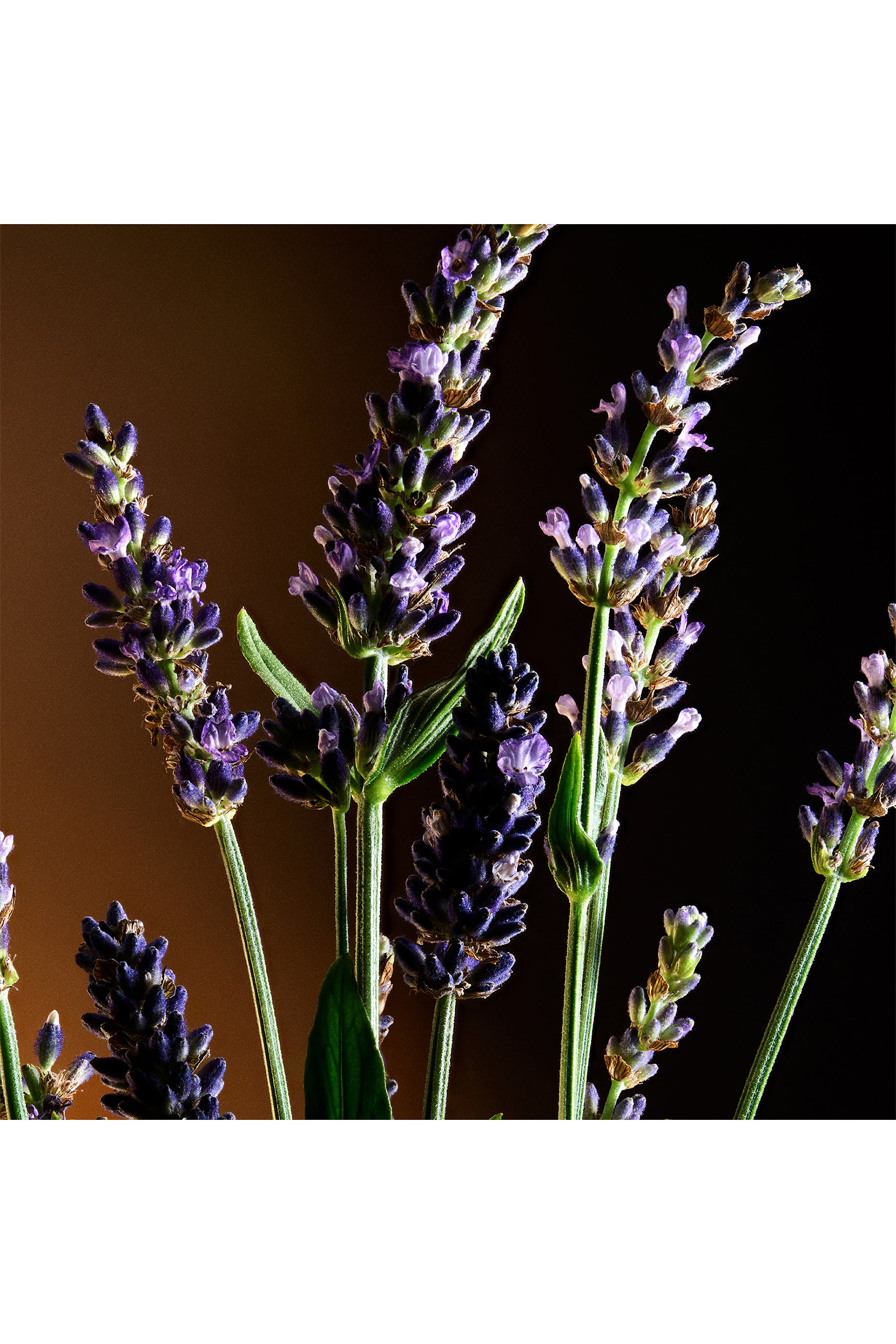 The One Pour Homme Eau de Toilette