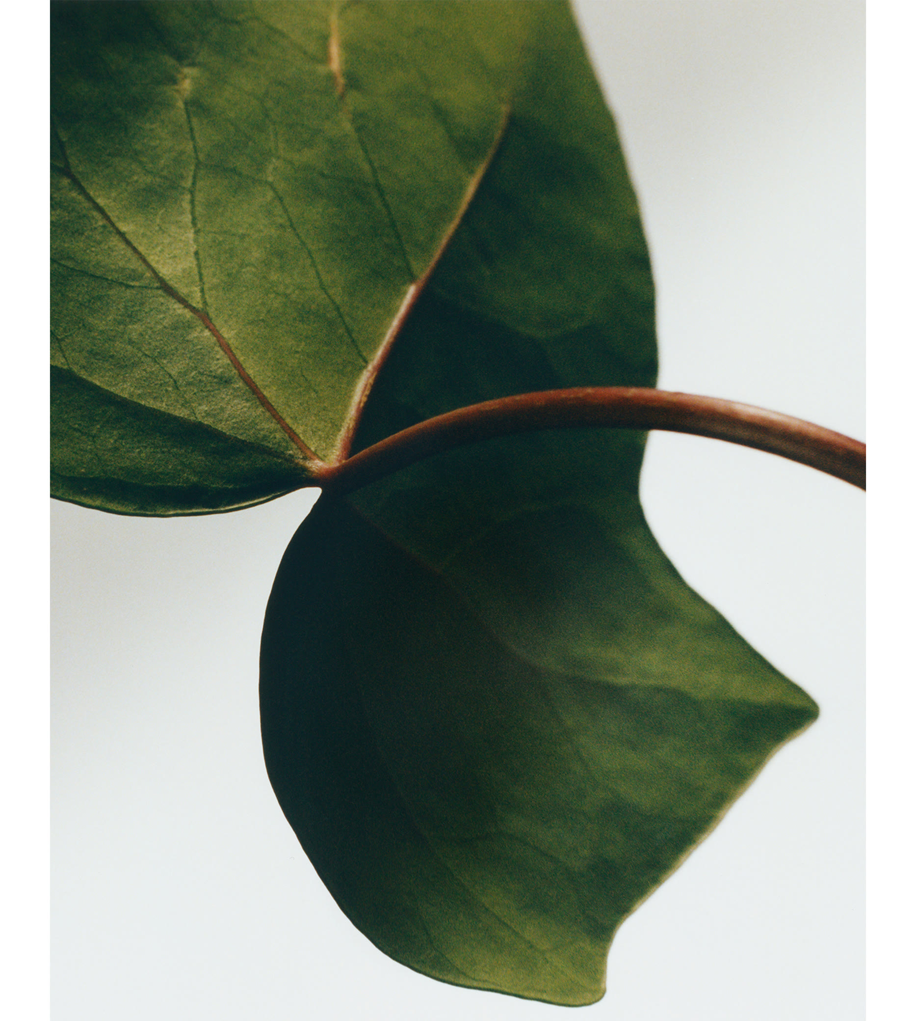 Ivy Room Diffuseur Rattan Sticks