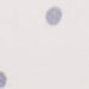 SLATE PIN DOT PRINT