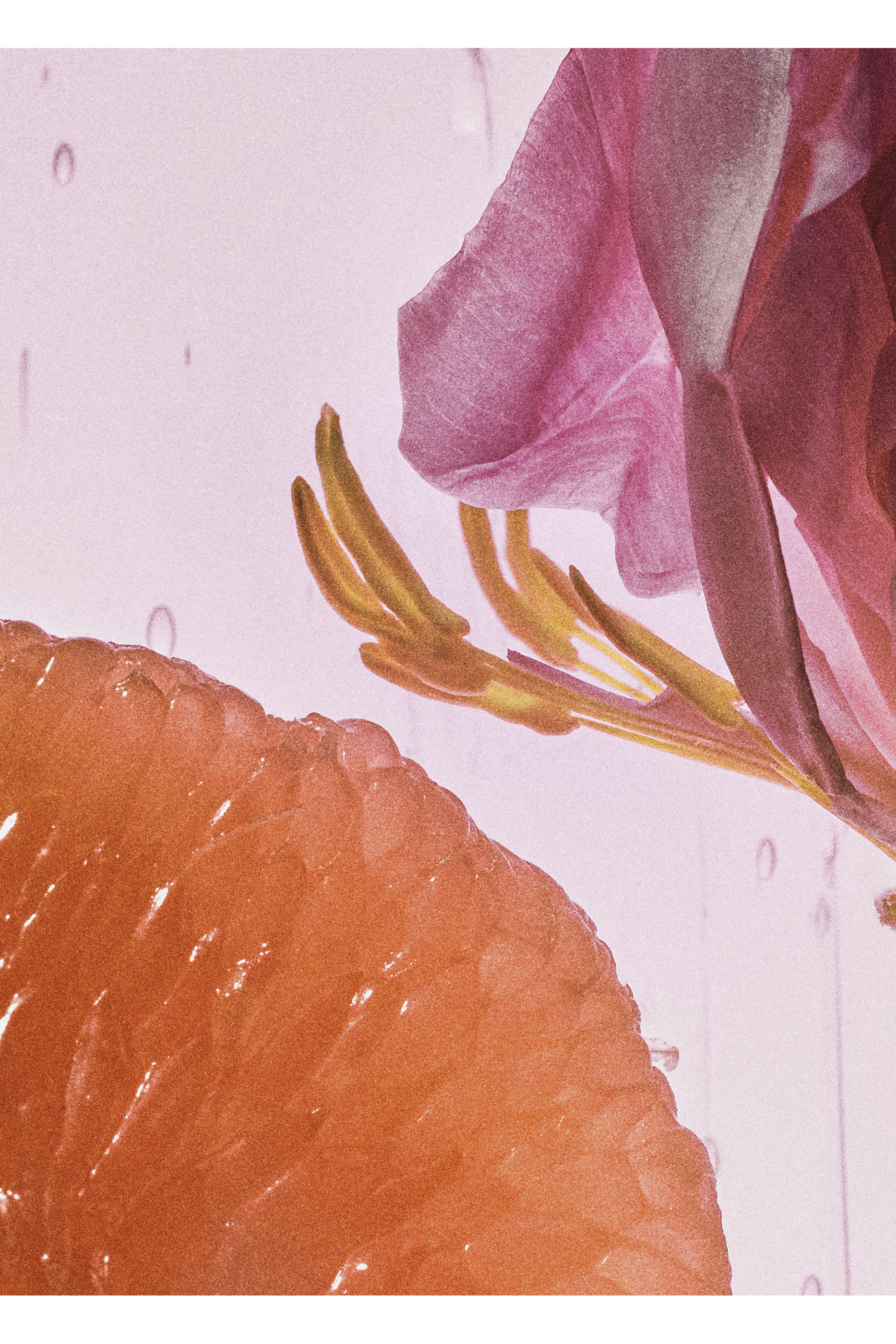 Rosetopia Eau de Parfum
