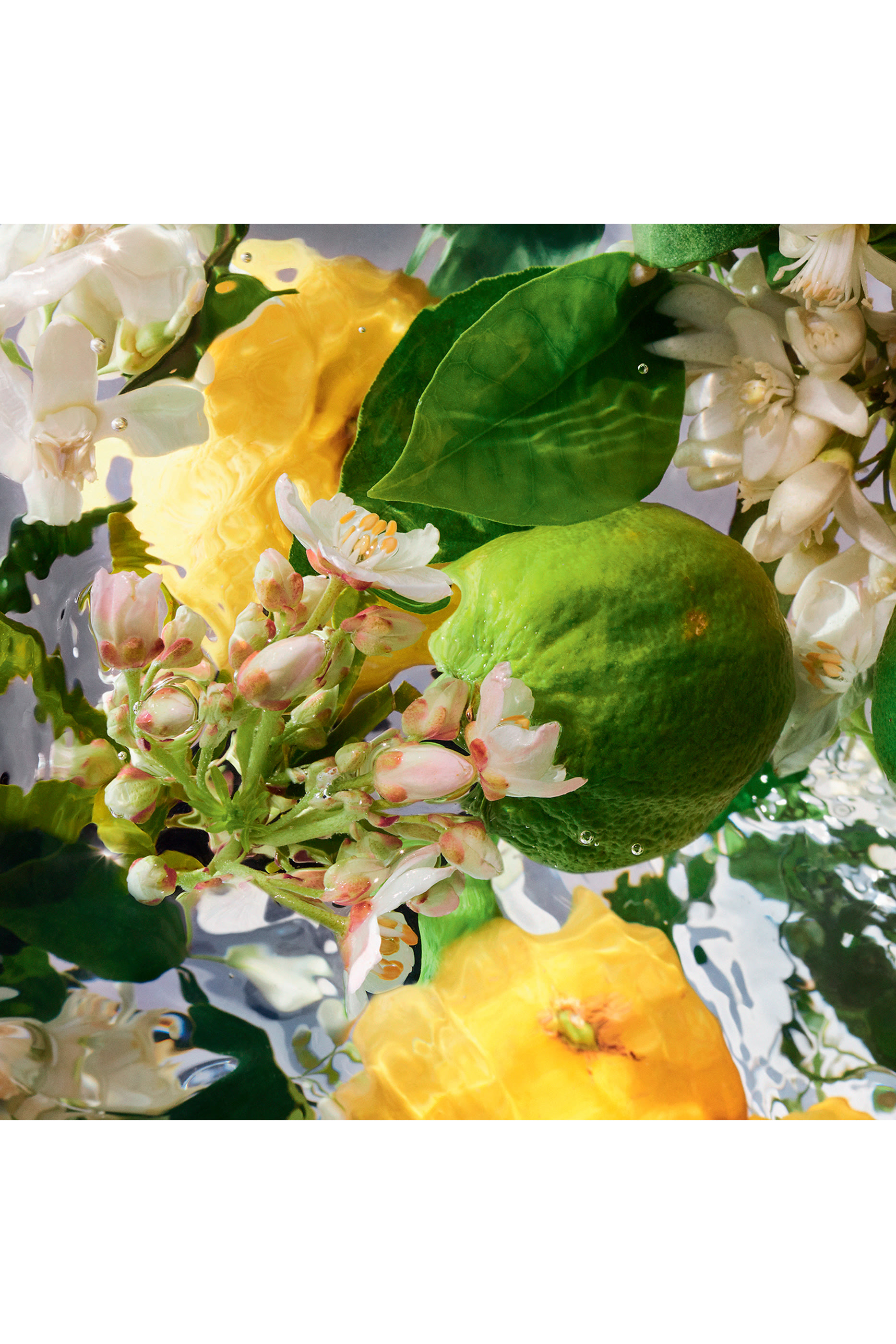 Bergamote Calabria Eau de toilette