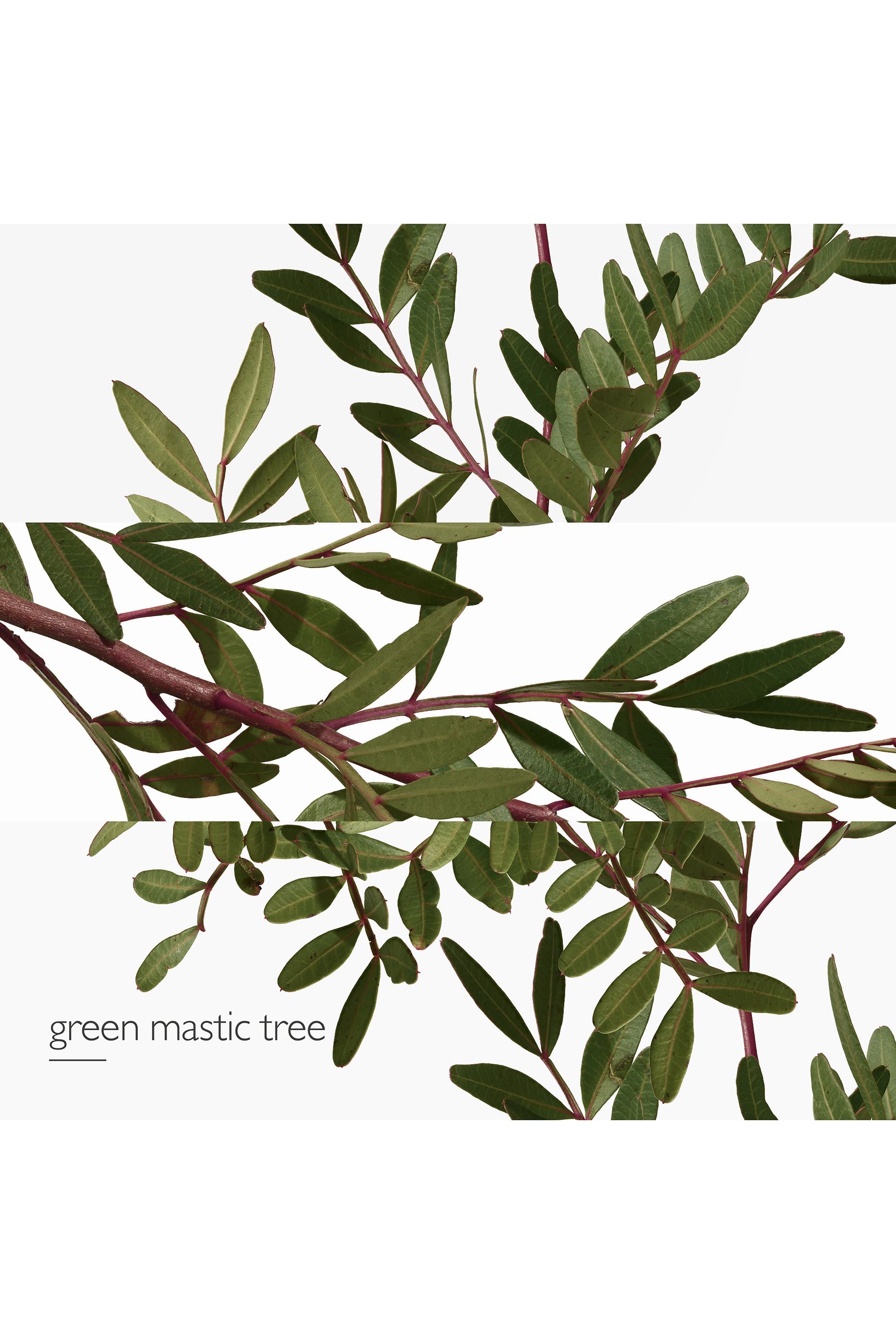 Un Jardin en M&eacute;diterran&eacute;e, Eau de toilette