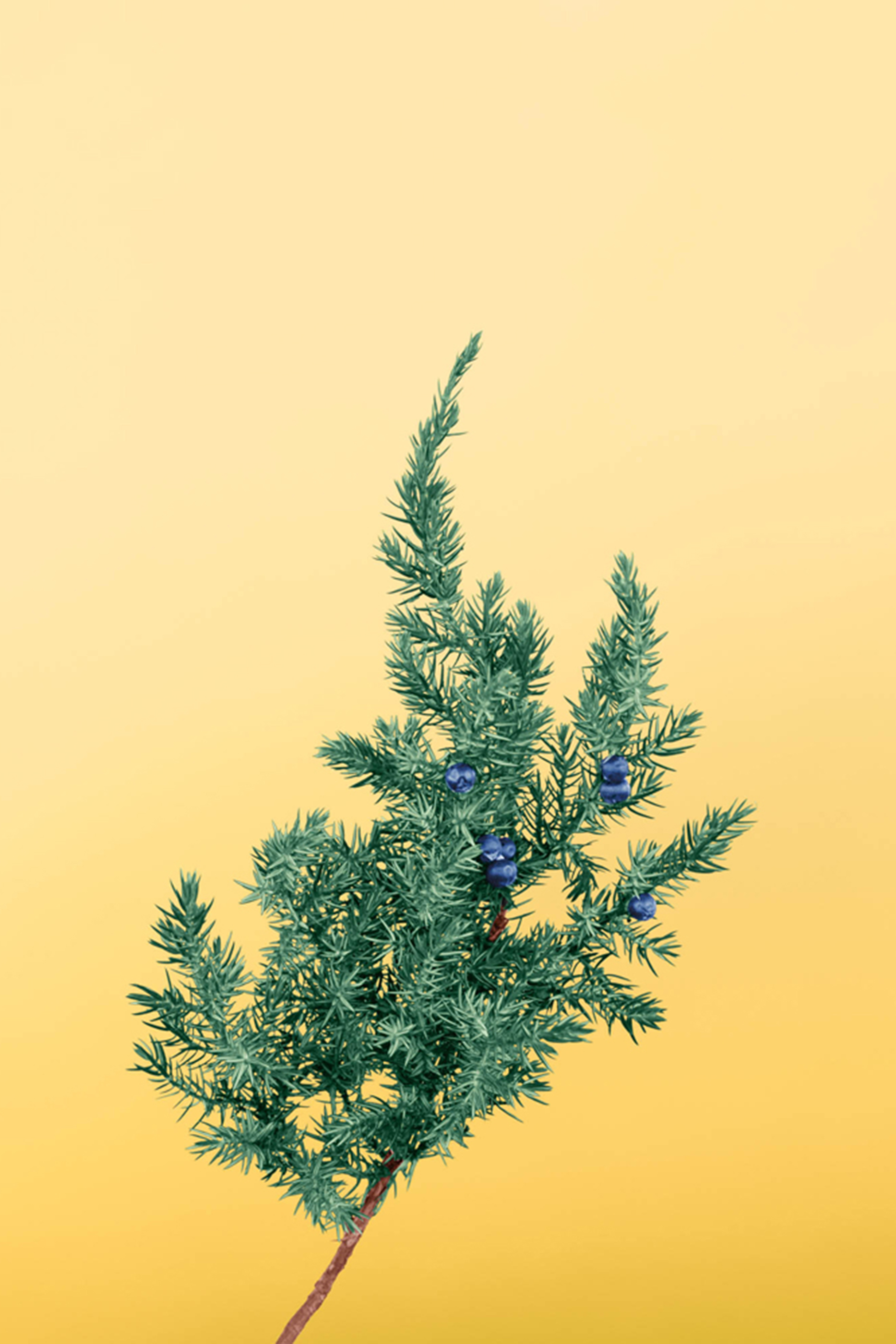 Juniper Berry Scented Candle