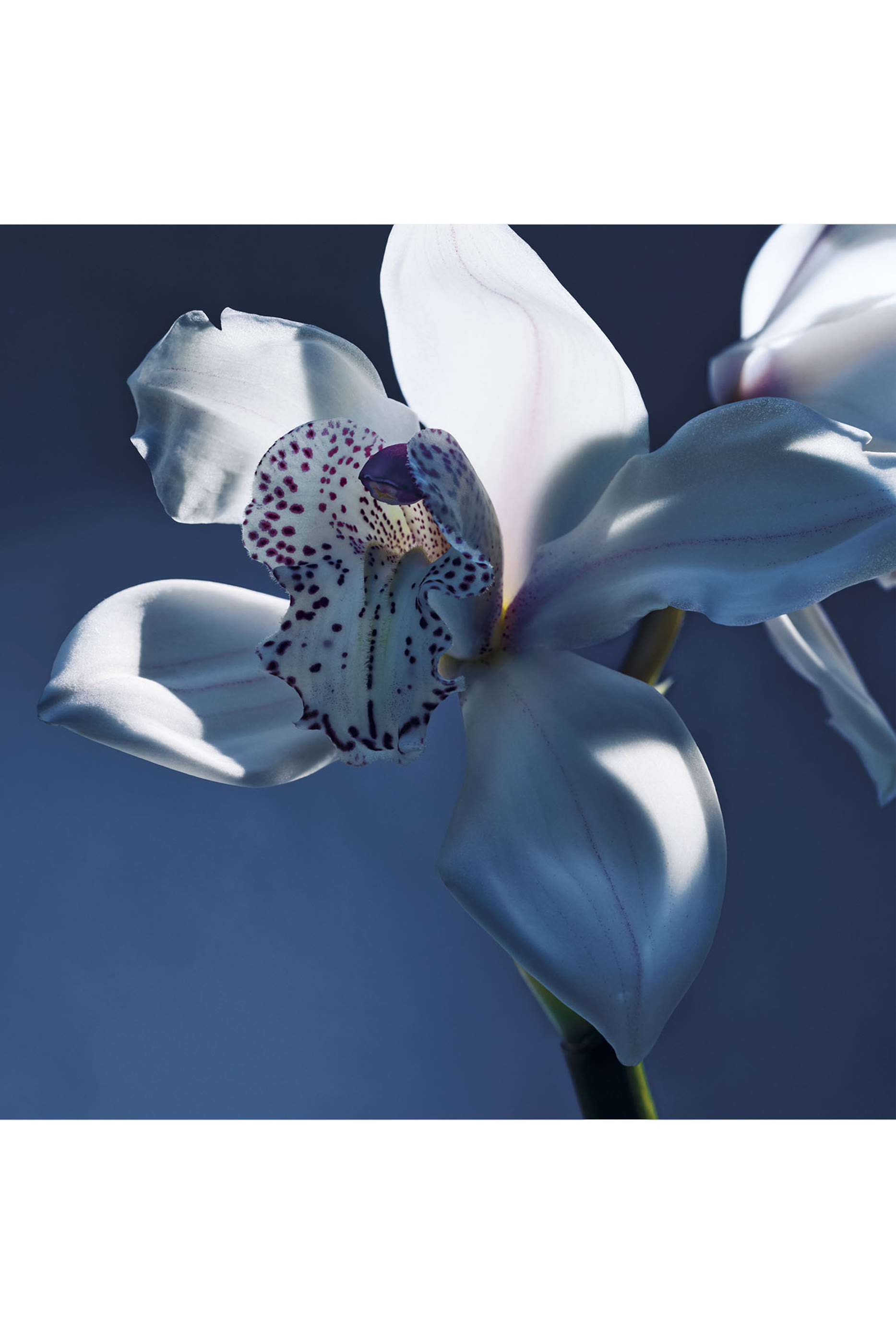 Atelier des Fleurs Orchidée de Minuit Eau de Parfum
