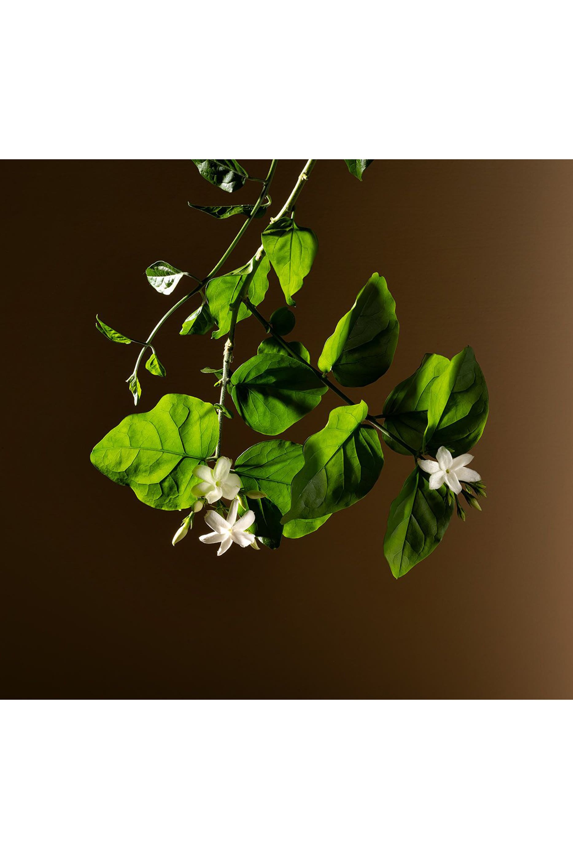 Gelsomino A Freddo Eau de Parfum