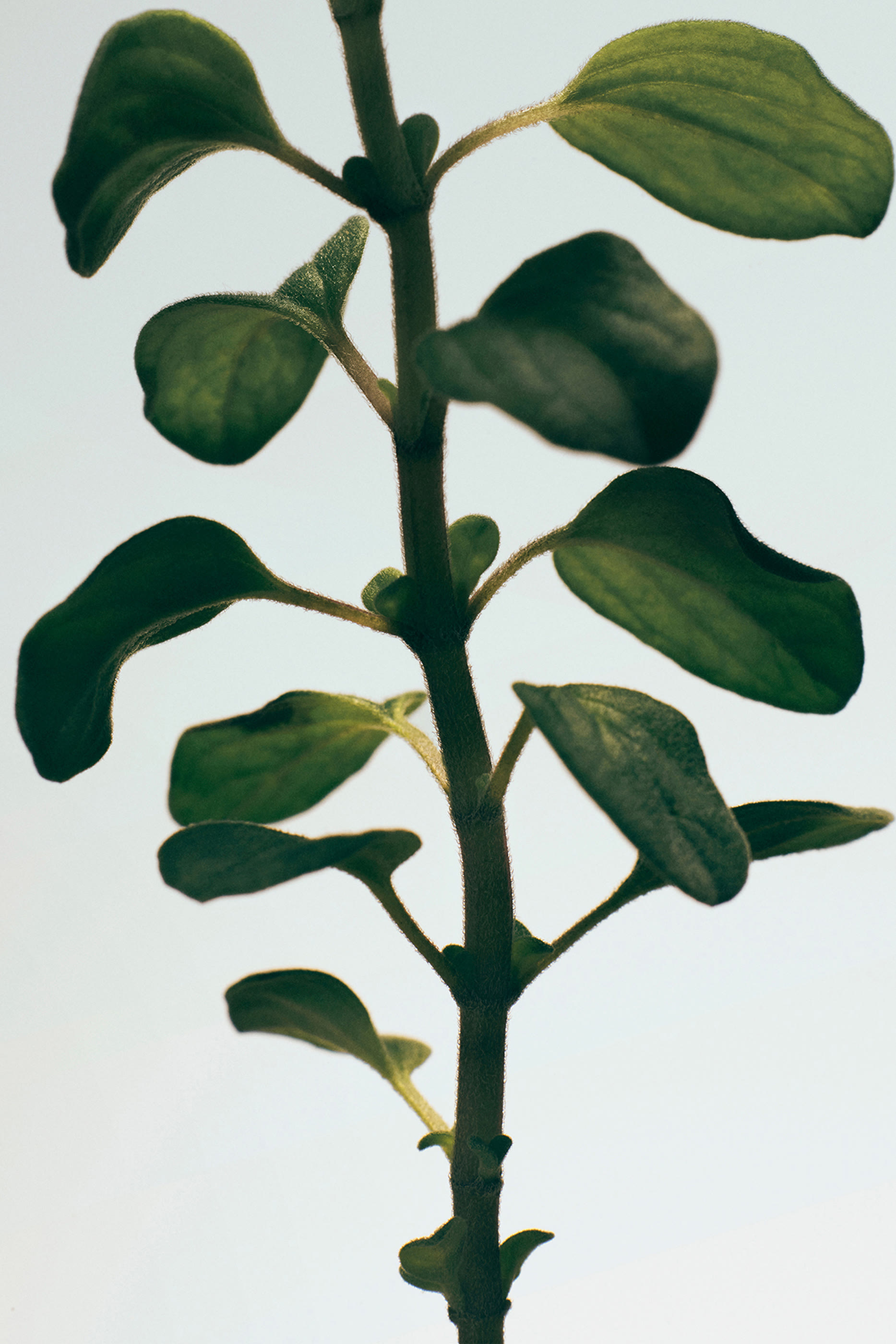 Oregano Scented Candle