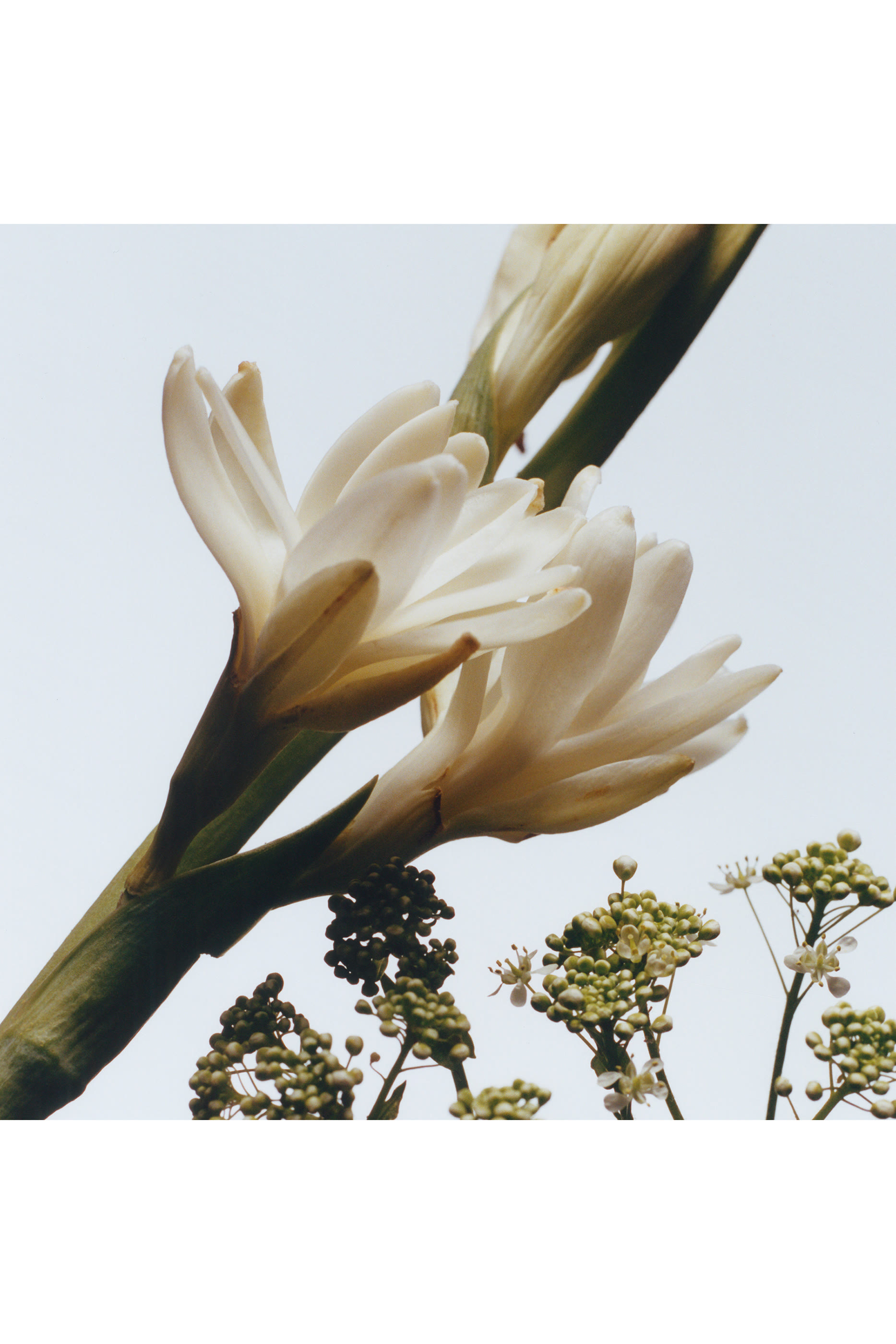 Tuberose Angelica Cologne Intense