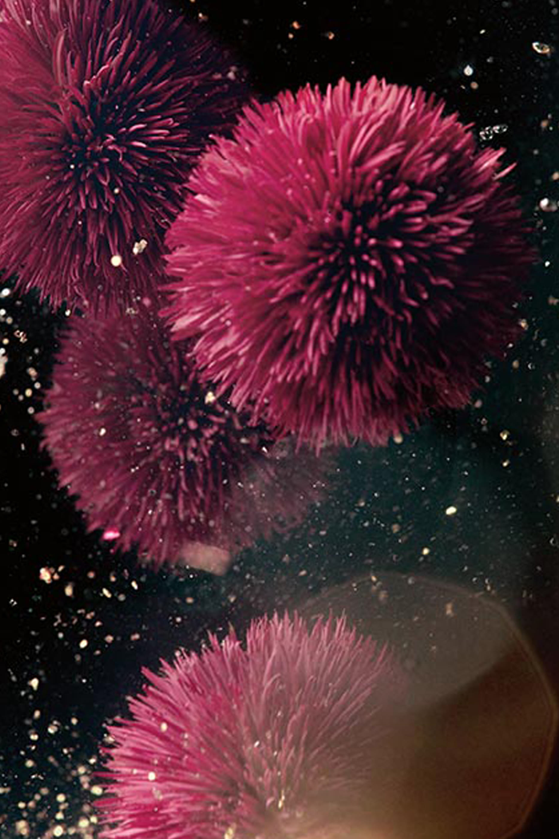 Genaissance de la Mer The Serum Essence