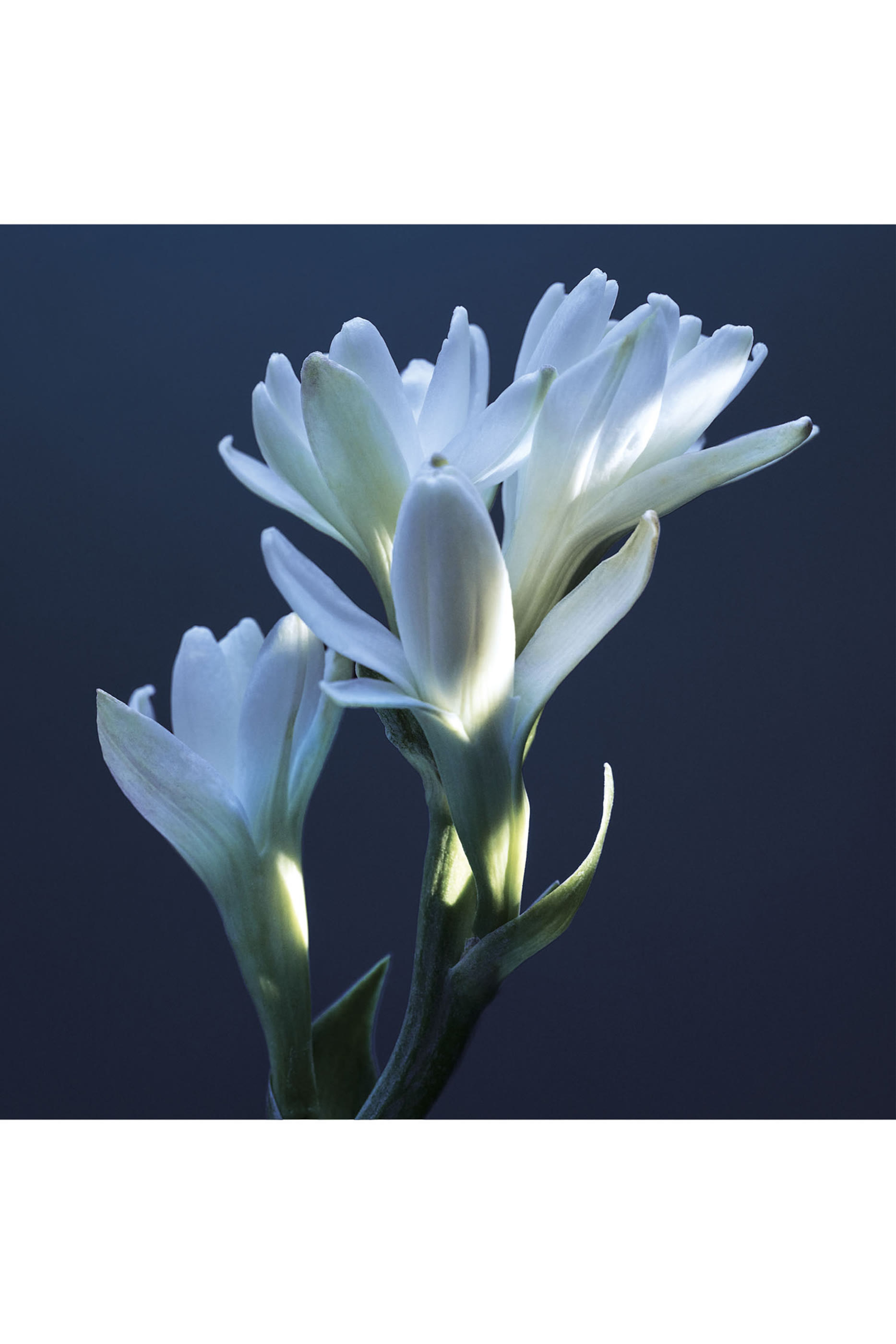 Atelier Des Fleurs Tubéreuse Lazuli Eau de Parfum