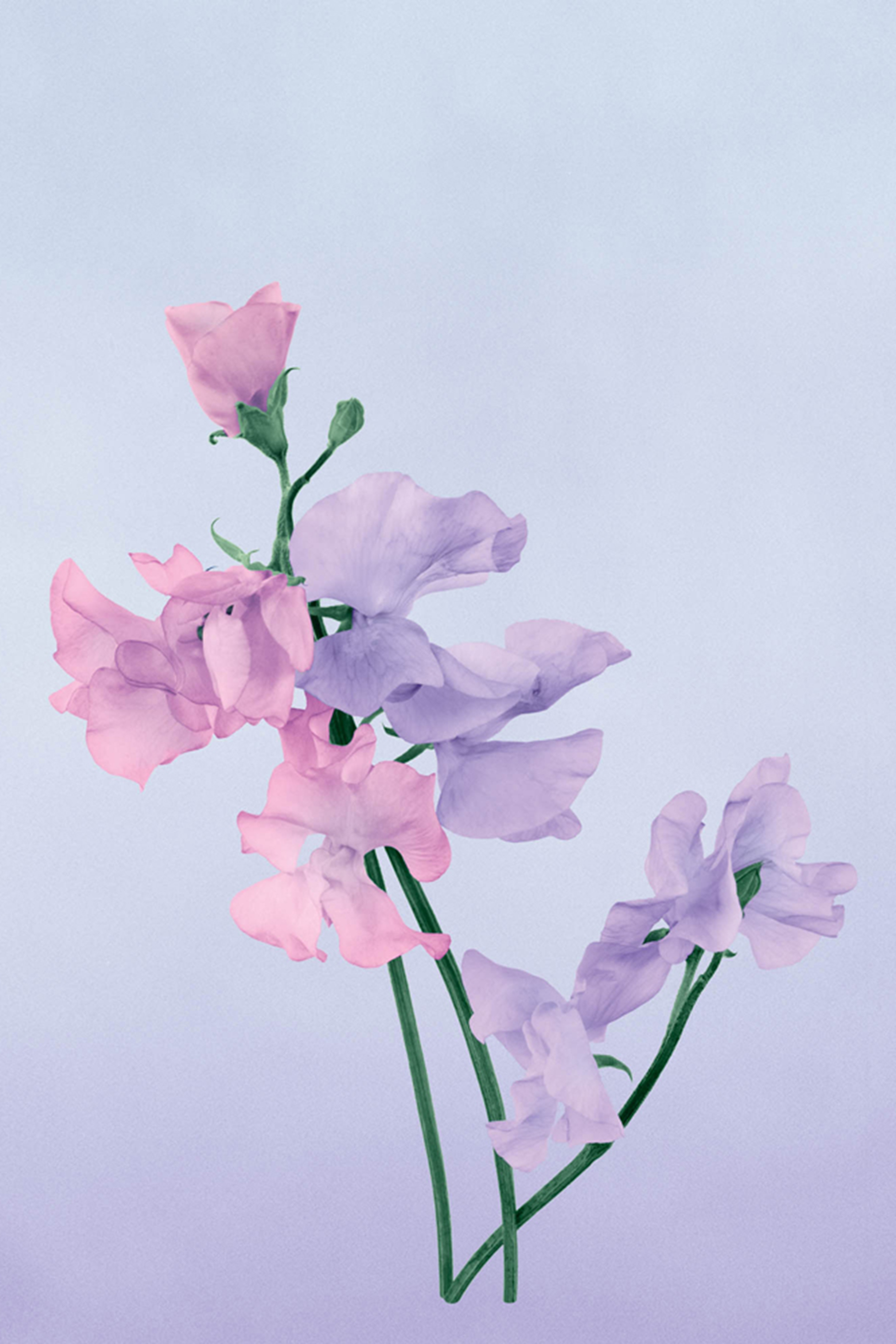 Luscious Pea Scented Candle